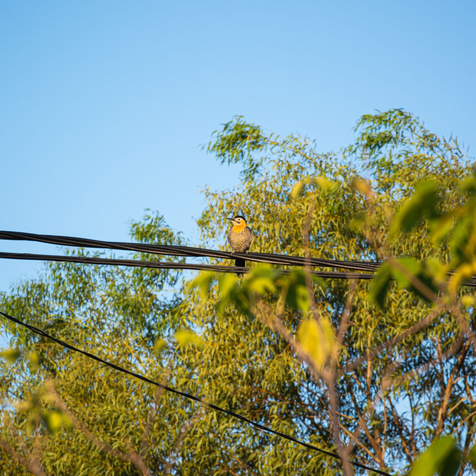Nikon D5200 sample photo. Amor, love, naturaleza photography