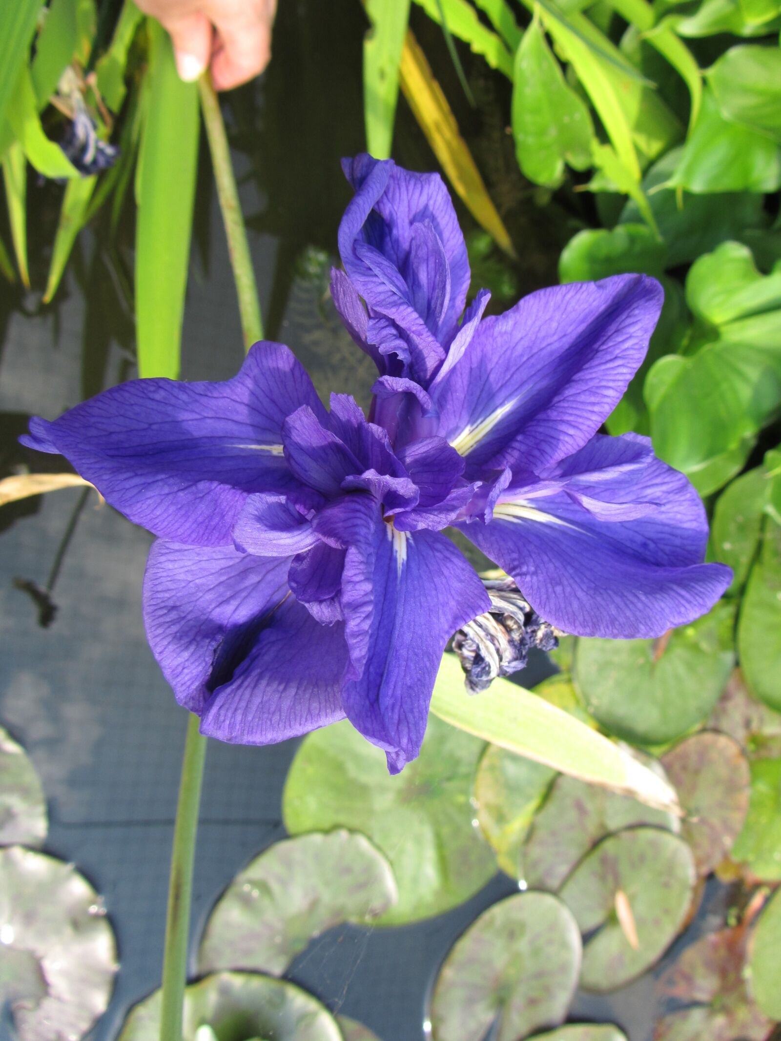 Canon PowerShot SX210 IS sample photo. Iris, pond, flower photography