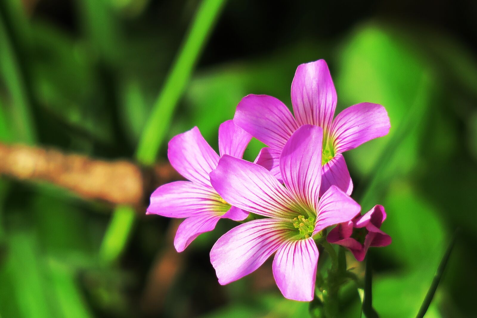 Canon PowerShot G3 X sample photo. Shamrock, hong kong, clover photography