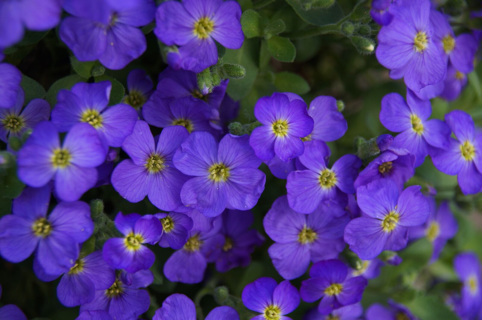 Sony SLT-A57 sample photo. Purple, flower, blossom photography
