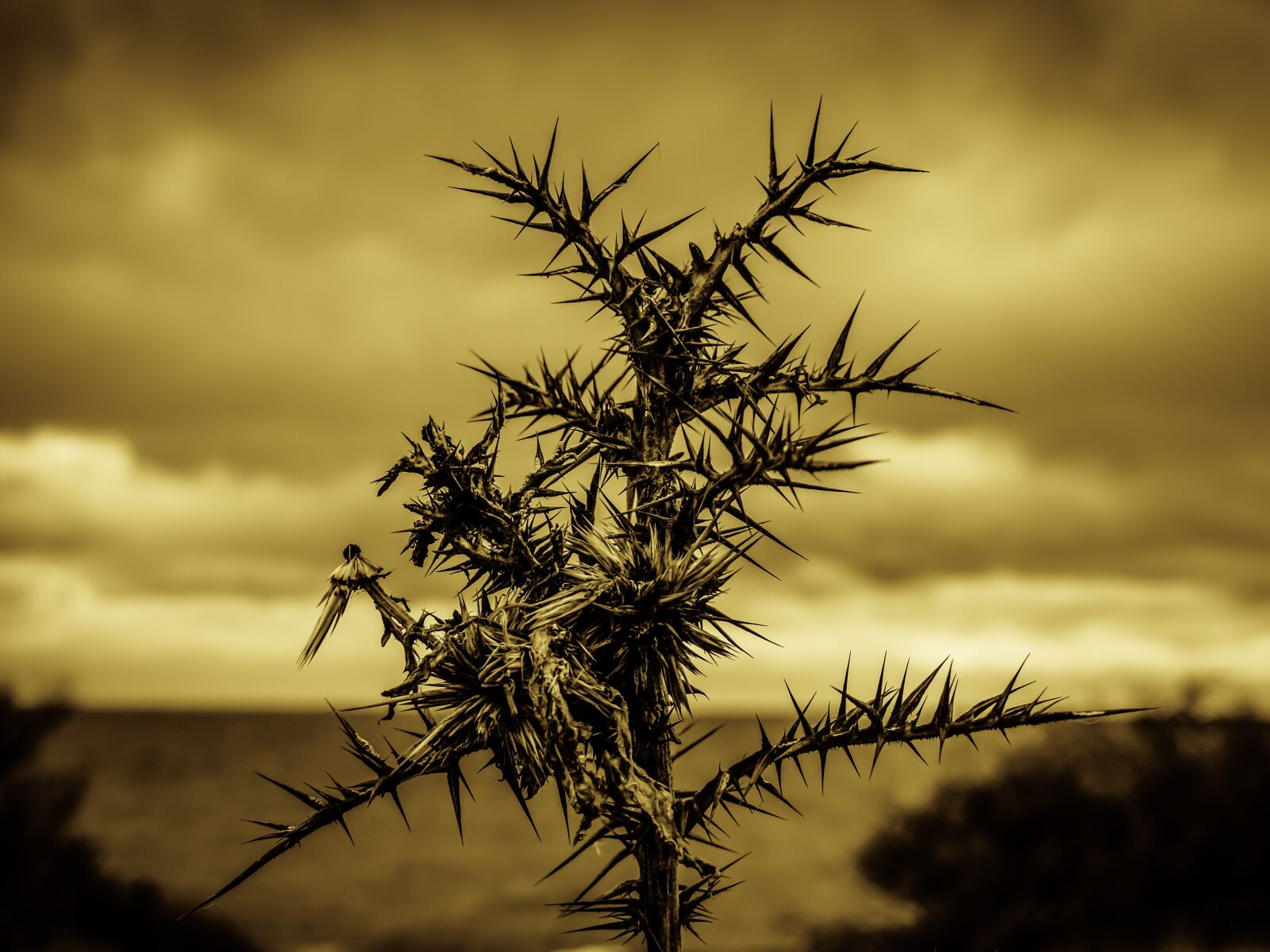 Nikon D3300 sample photo. Thorns, sharp, pain photography