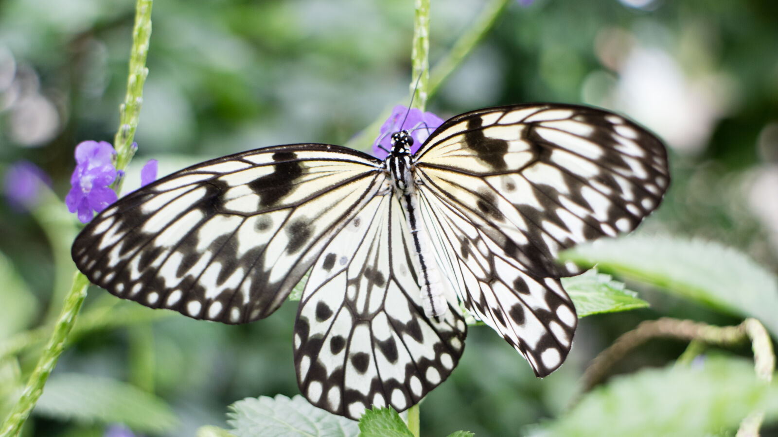 Canon EOS M3 sample photo. Blur, butterfly, flowers, macro photography
