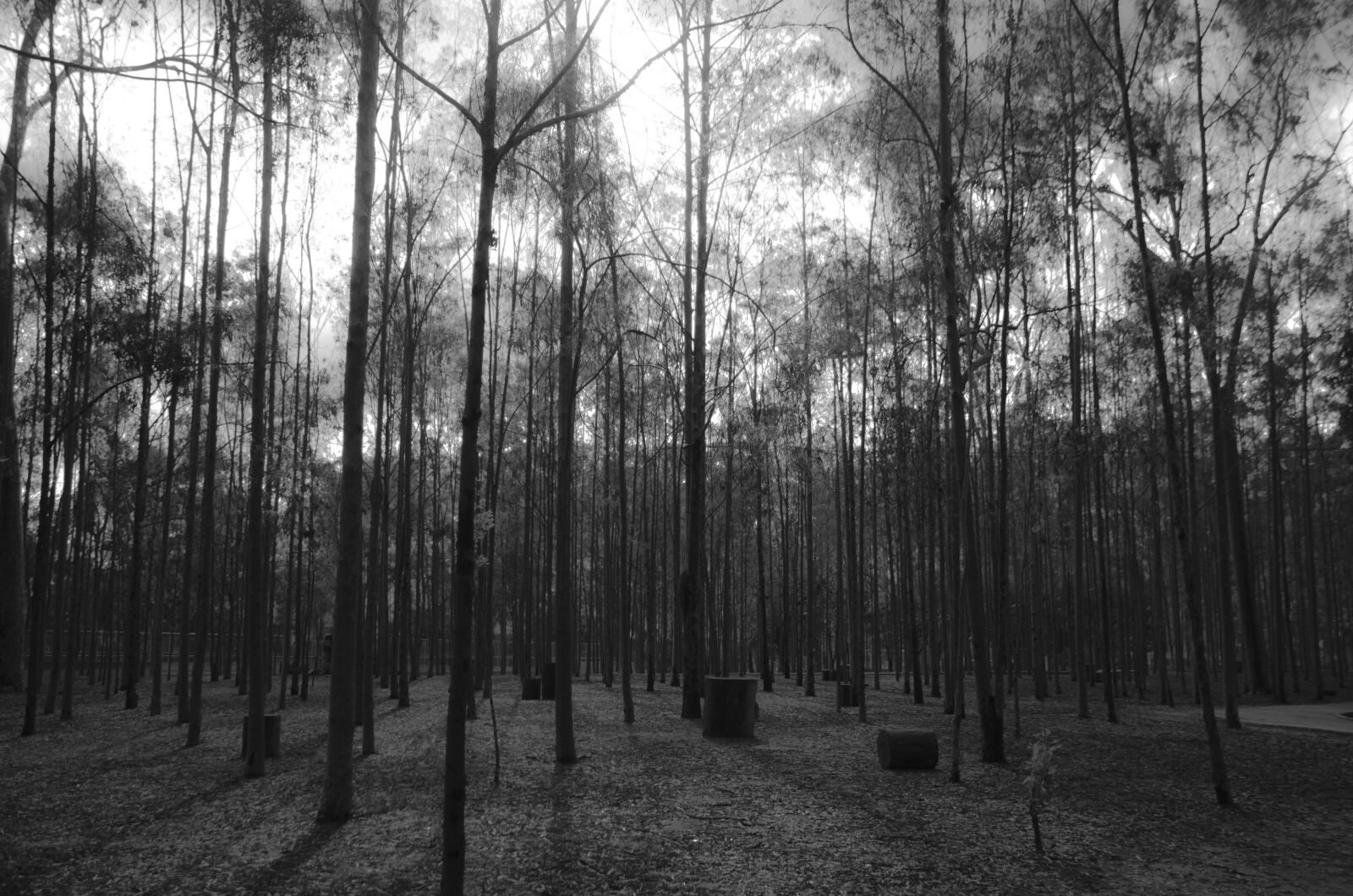 Nikon AF-S DX Nikkor 18-135mm F3.5-5.6G ED-IF sample photo. Forest, trees, wood, woodland photography