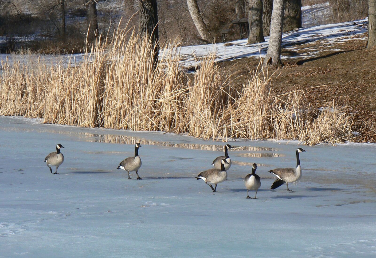 Panasonic DMC-FZ7 sample photo. Canada geese, ice, frozen photography