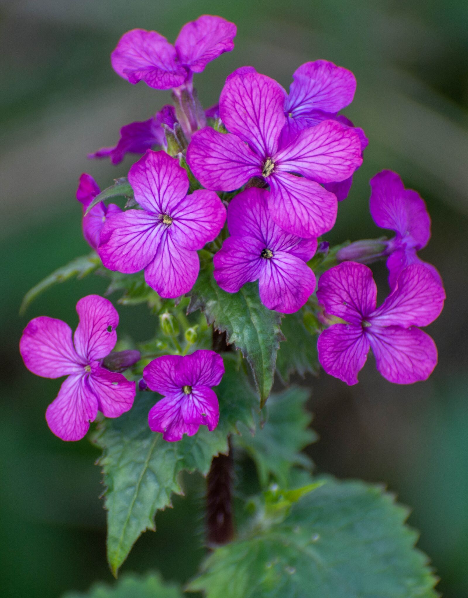 Nikon D7100 sample photo. Flower, countryside, spring photography