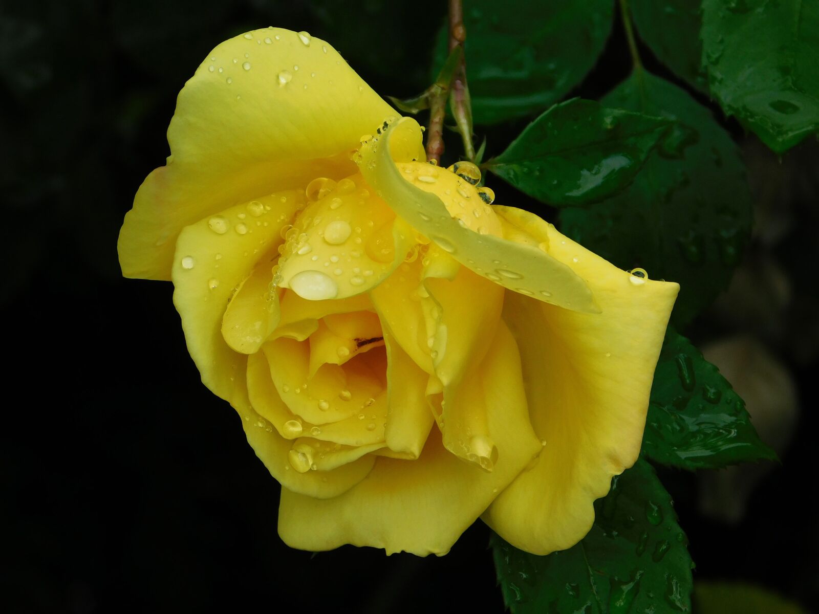 Nikon Coolpix L840 sample photo. Rose, flower, yellow photography