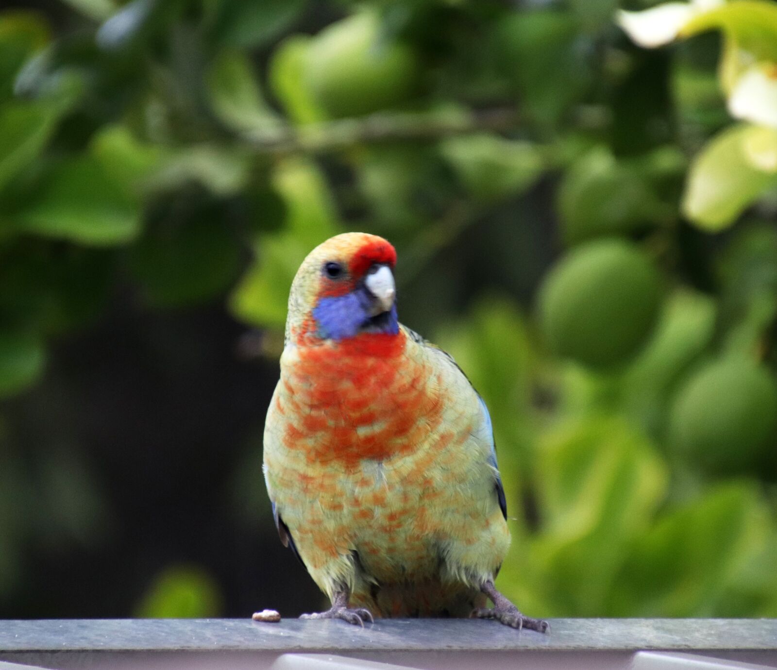 Canon EOS 800D (EOS Rebel T7i / EOS Kiss X9i) sample photo. Bird, rosella, parrot photography