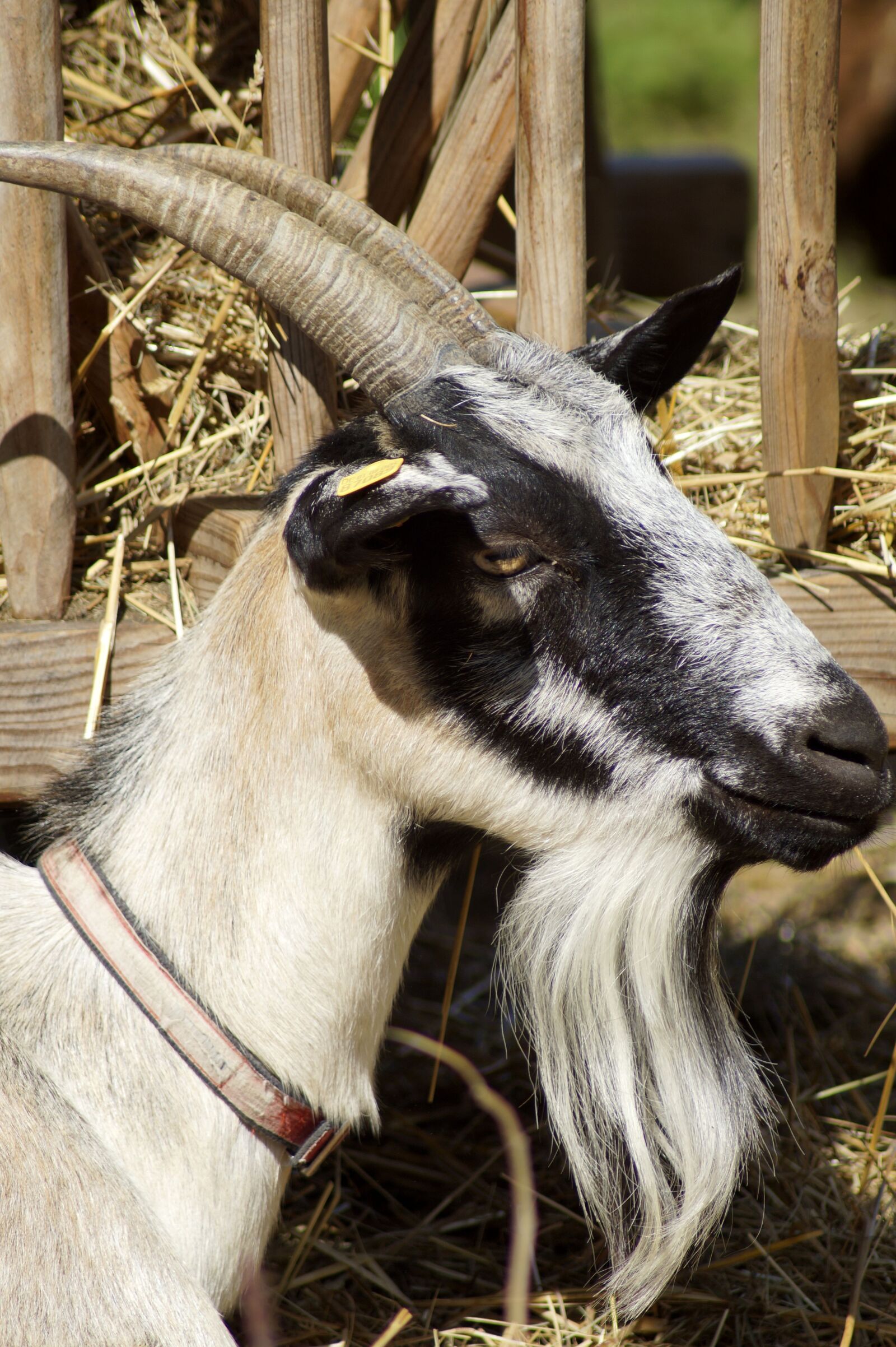 Sony SLT-A58 sample photo. Goat, billy goat, animal photography