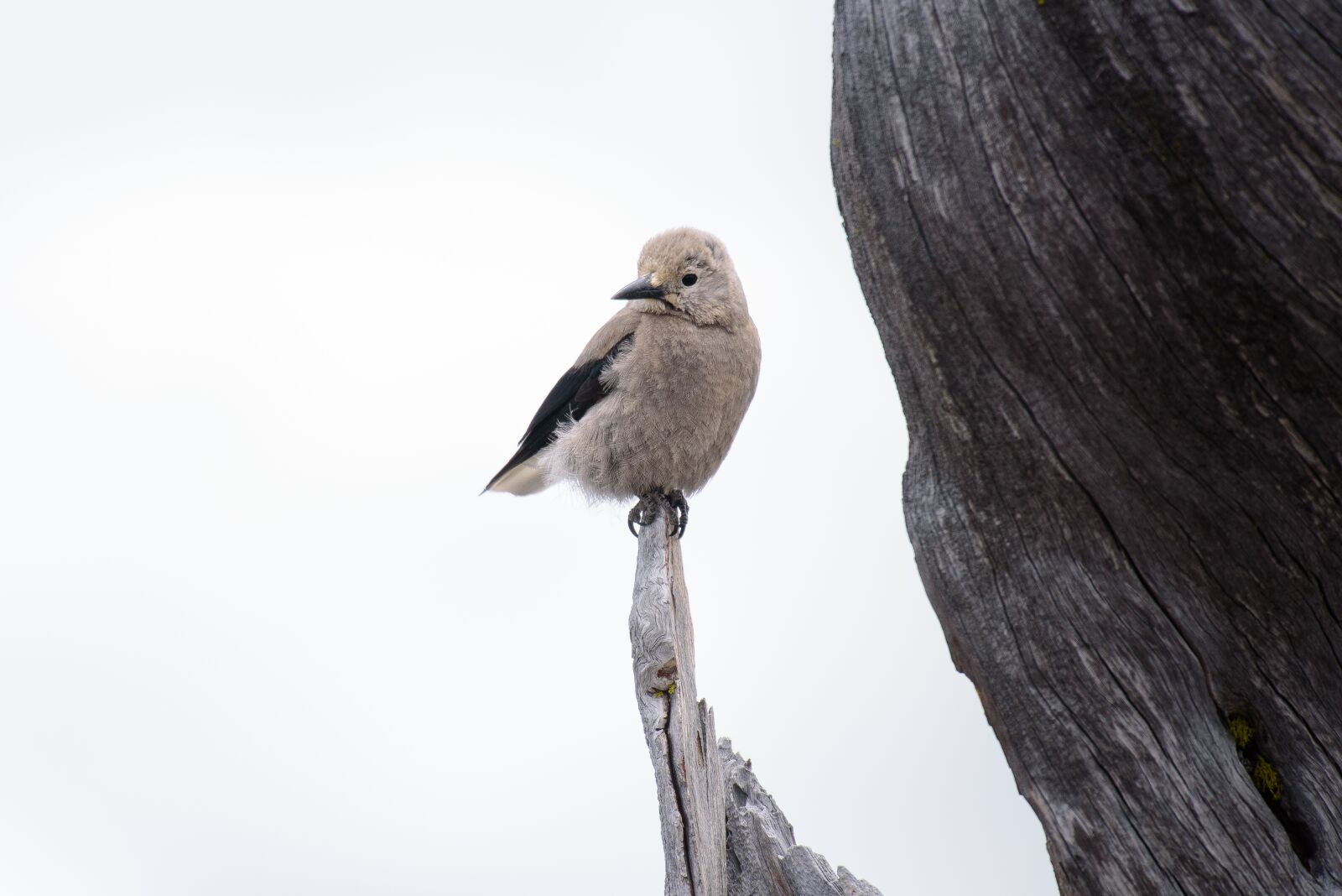 Nikon D750 sample photo. Animal, avian, beak photography