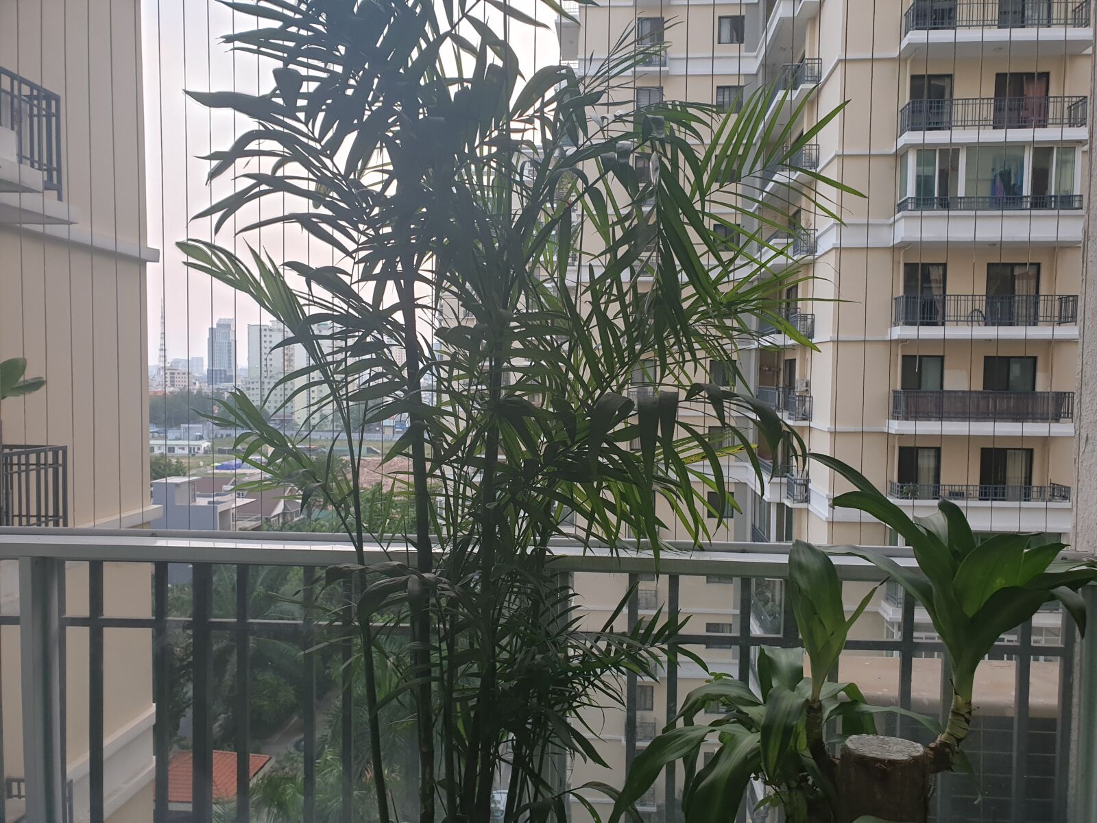 Samsung Galaxy Note9 sample photo. Tree, apartments, view photography