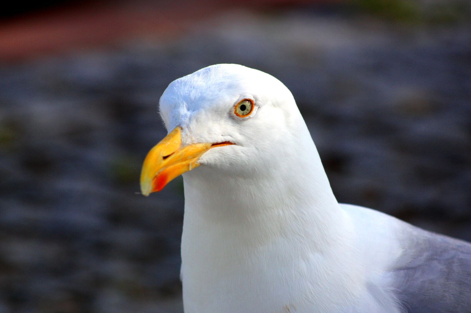 Canon EOS 450D (EOS Rebel XSi / EOS Kiss X2) sample photo. Seagull, close up, bird photography