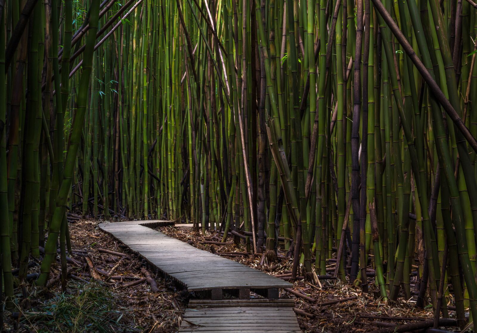 Canon EOS 6D + Canon EF 24-105mm F4L IS USM sample photo. Bamboo trees, dock, environment photography