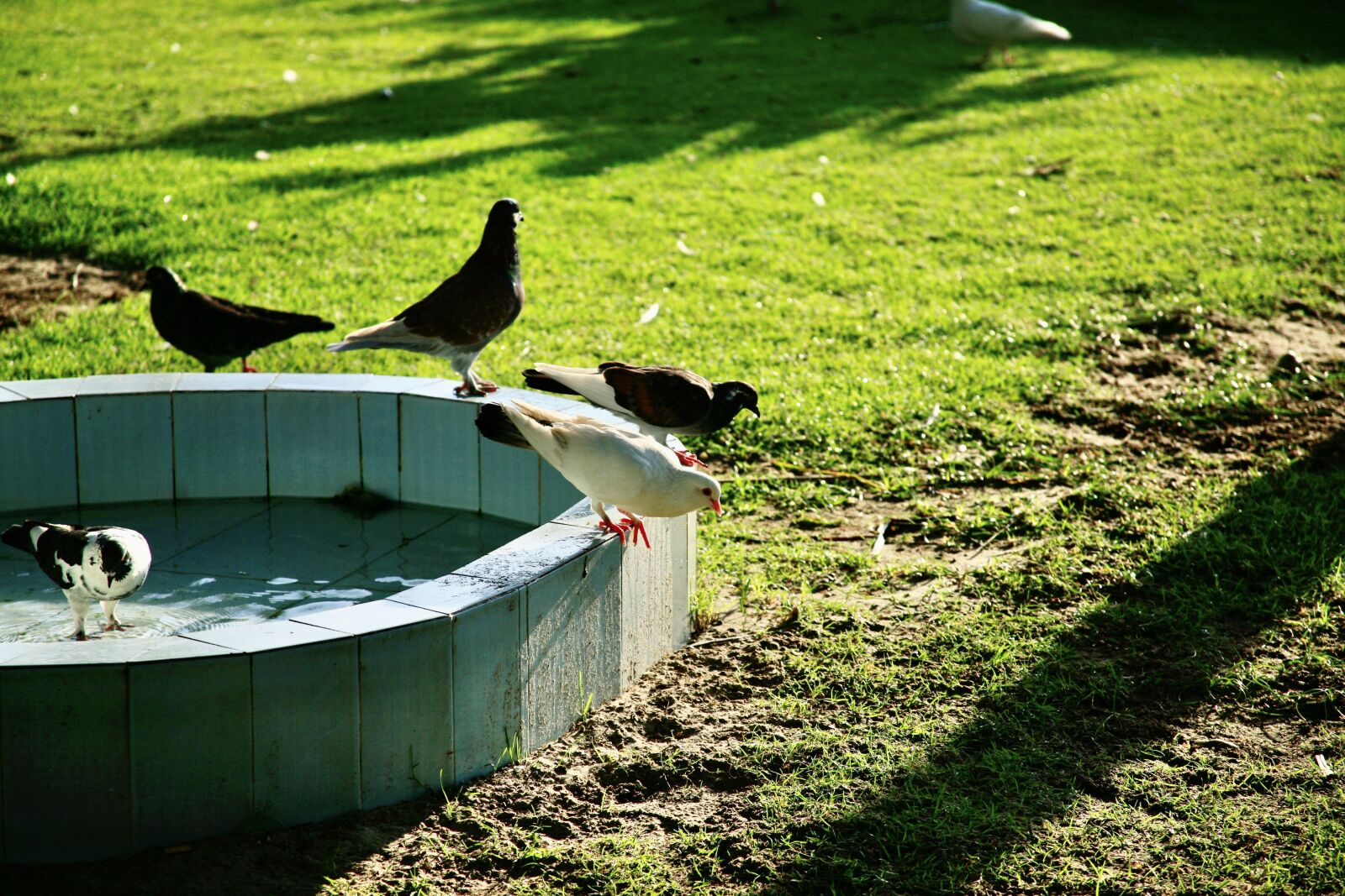 Canon EOS 5D sample photo. Doves, bird, sunny photography