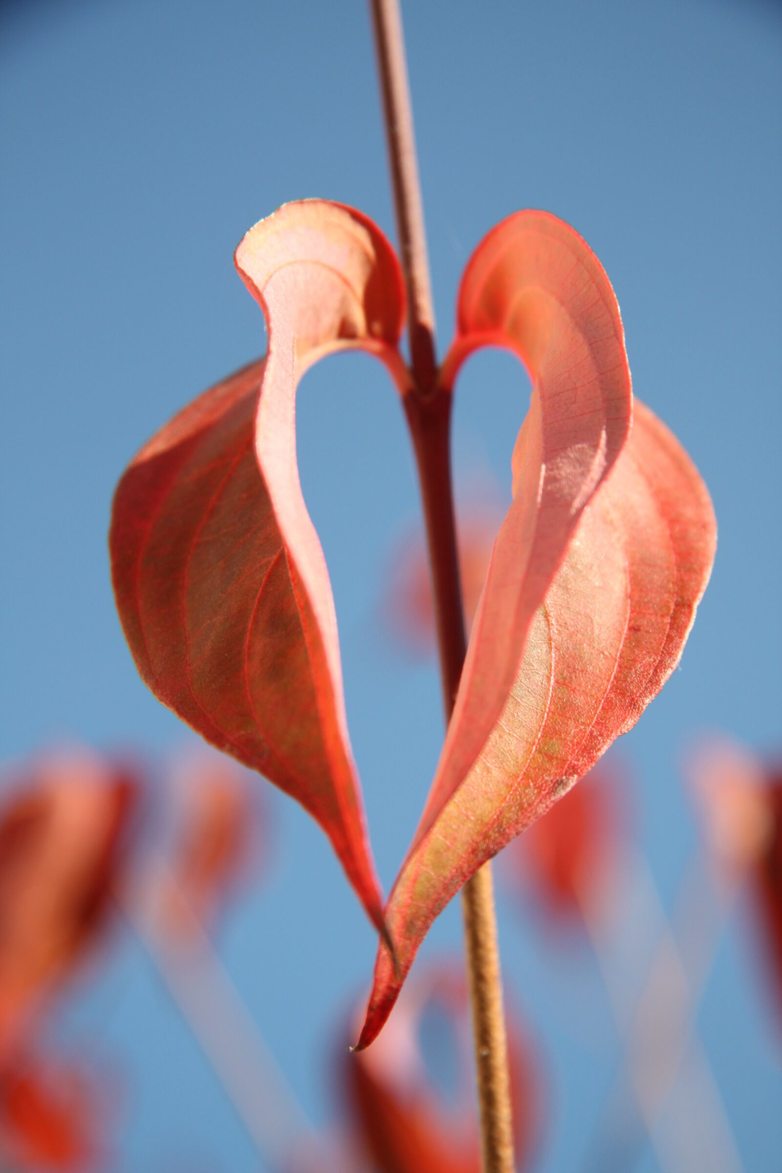 Canon EOS 450D (EOS Rebel XSi / EOS Kiss X2) sample photo. Heart, leaf, sweetheart photography