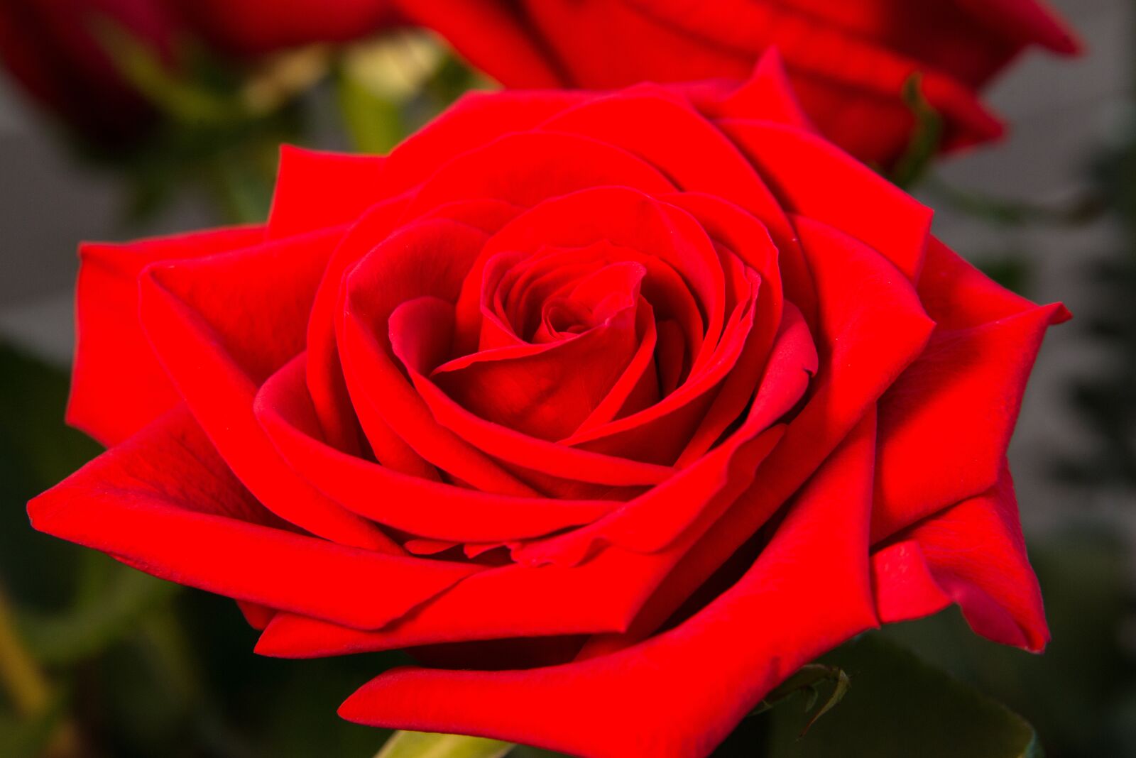 Nikon D800 sample photo. Close-up, closeup, flower photography