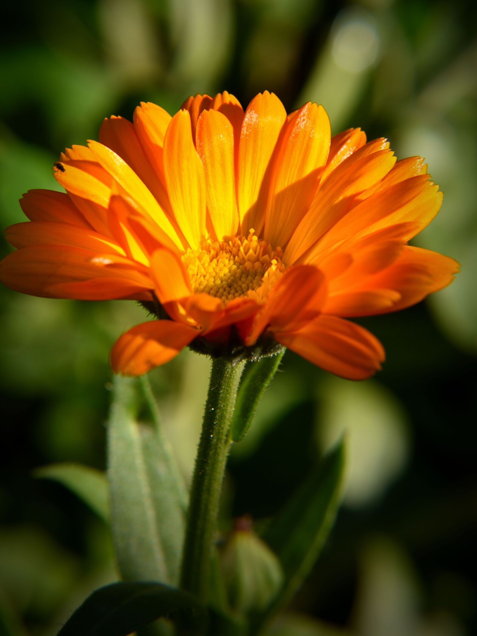 Nikon D5500 sample photo. Marigold, blossom, bloom photography