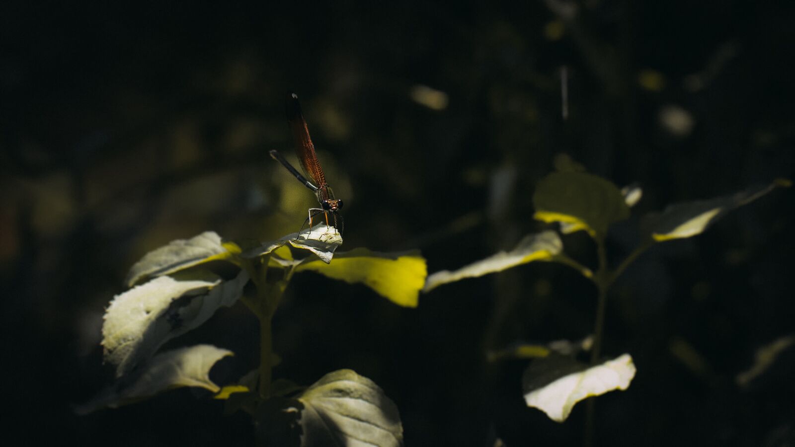 Canon EF 100mm F2.8L Macro IS USM sample photo. Dragonfly, insect, insects photography