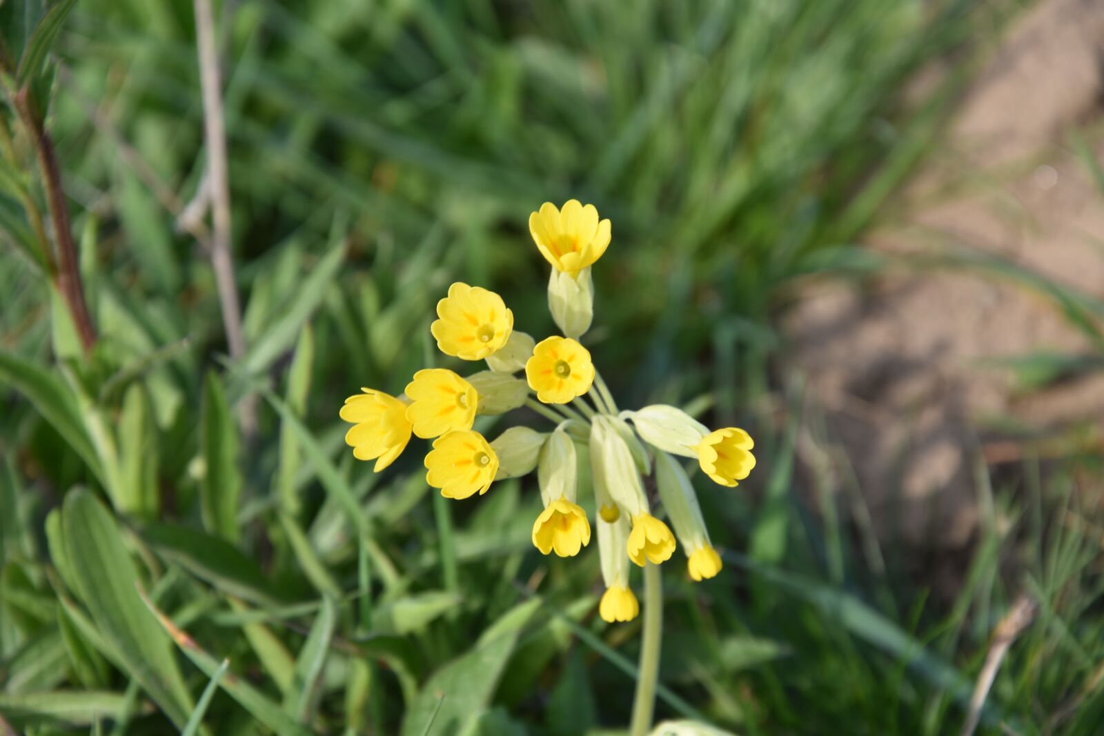 Nikon D3400 sample photo. Hello, primrose, primroses photography