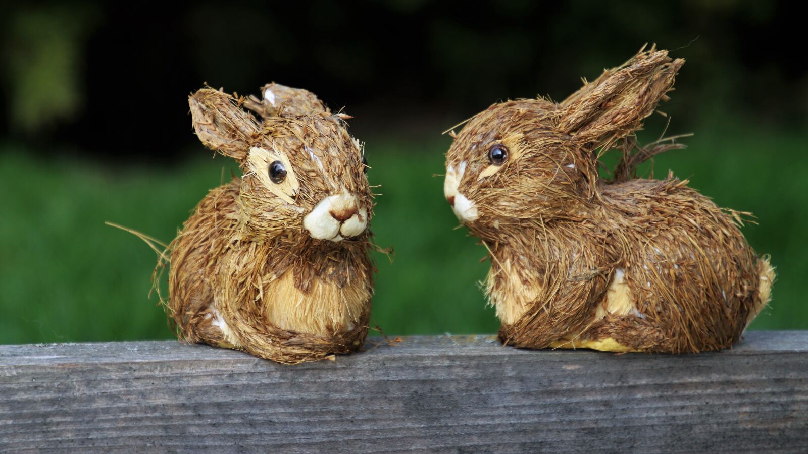 Canon EOS 80D sample photo. Rabbit, nature, animals photography