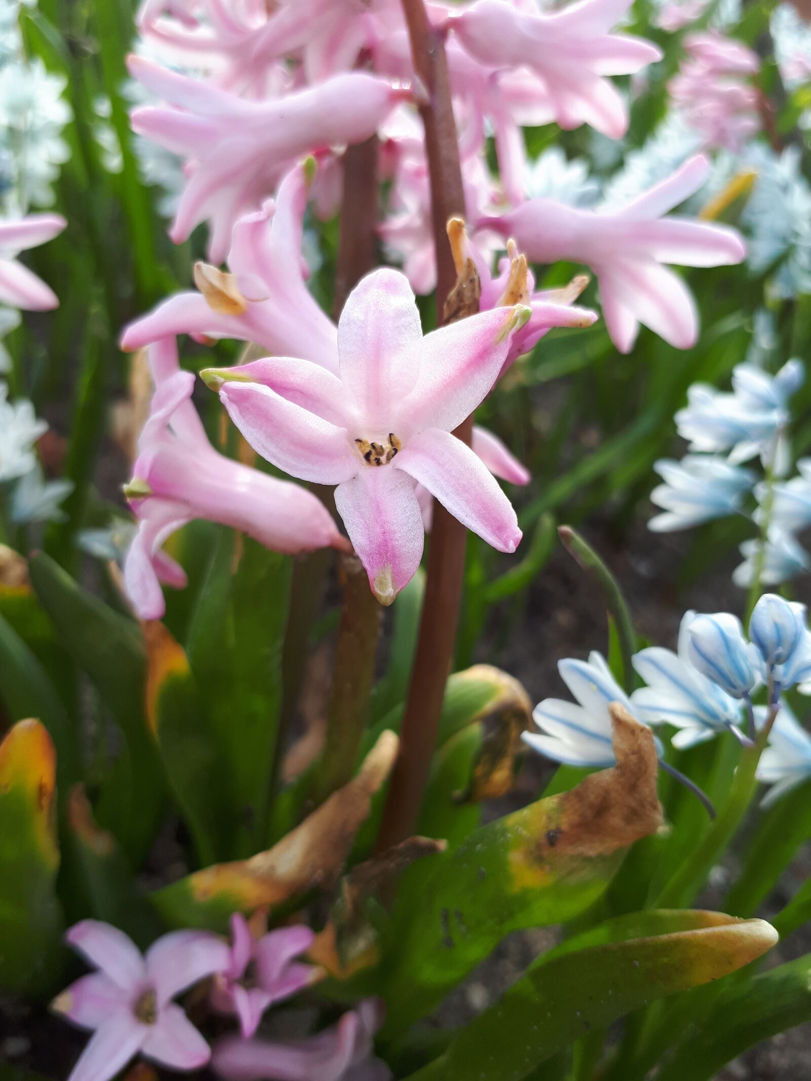 Samsung Galaxy A5(2017) sample photo. Pink, flowers, nature photography