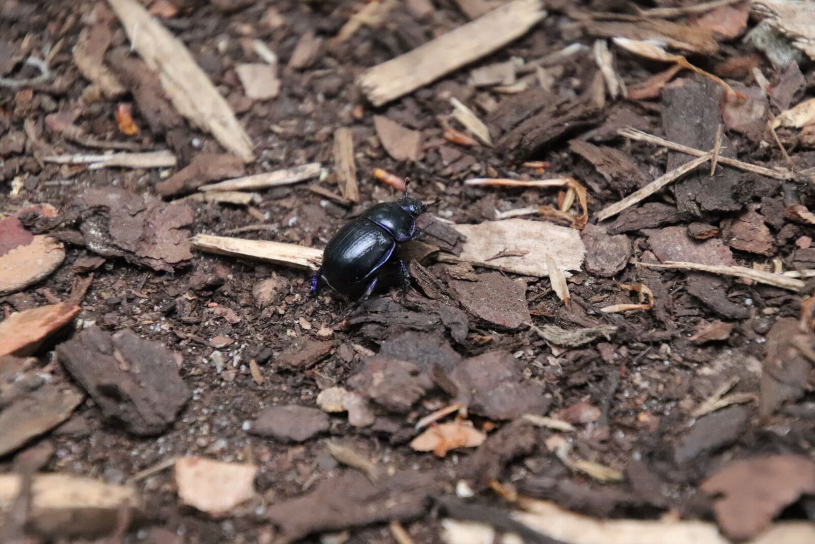 Canon EOS 77D (EOS 9000D / EOS 770D) sample photo. Insect, nature, animal photography