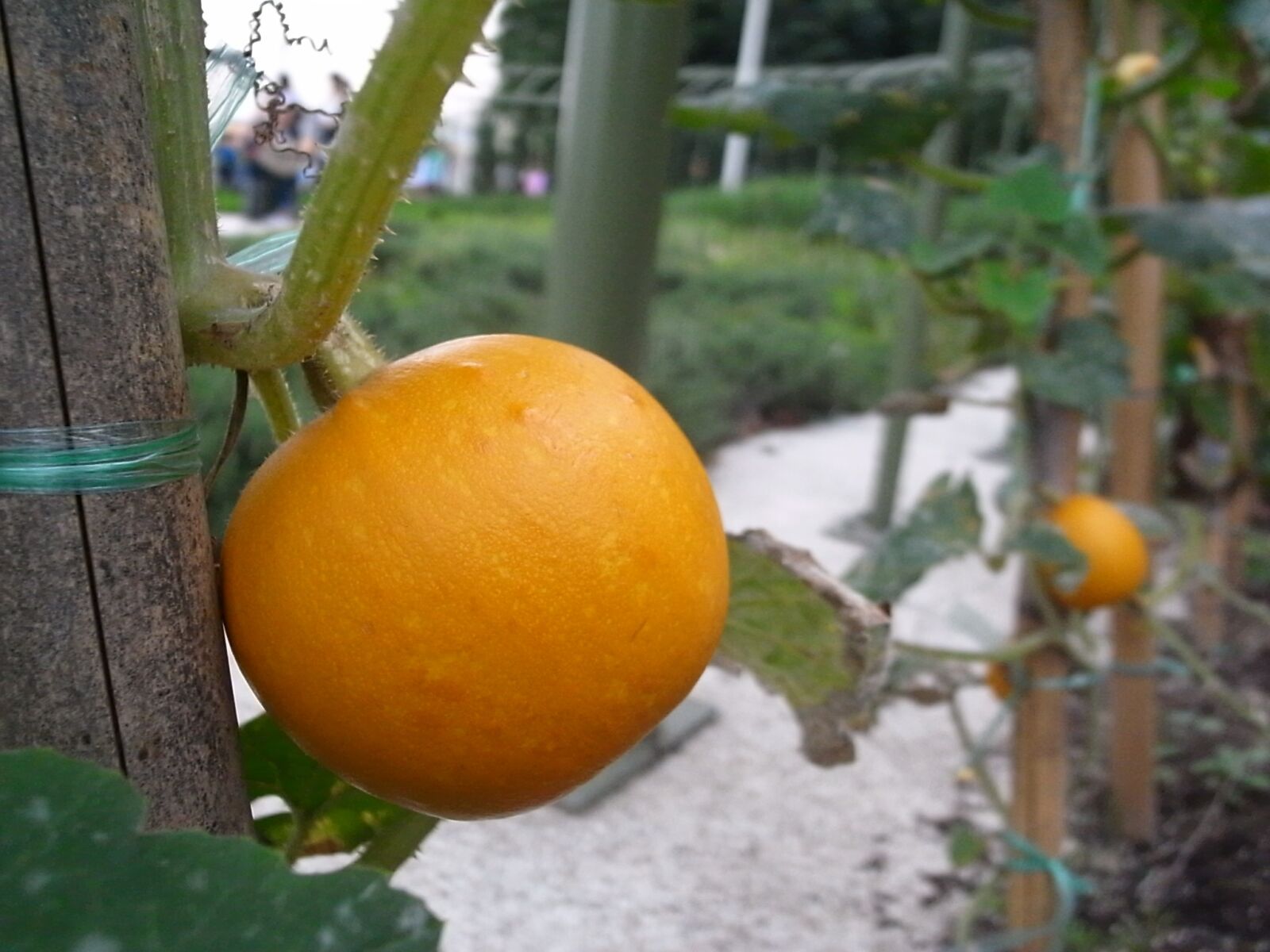 Ricoh GR DIGITAL 2 sample photo. Fruit, plant, pumpkin photography