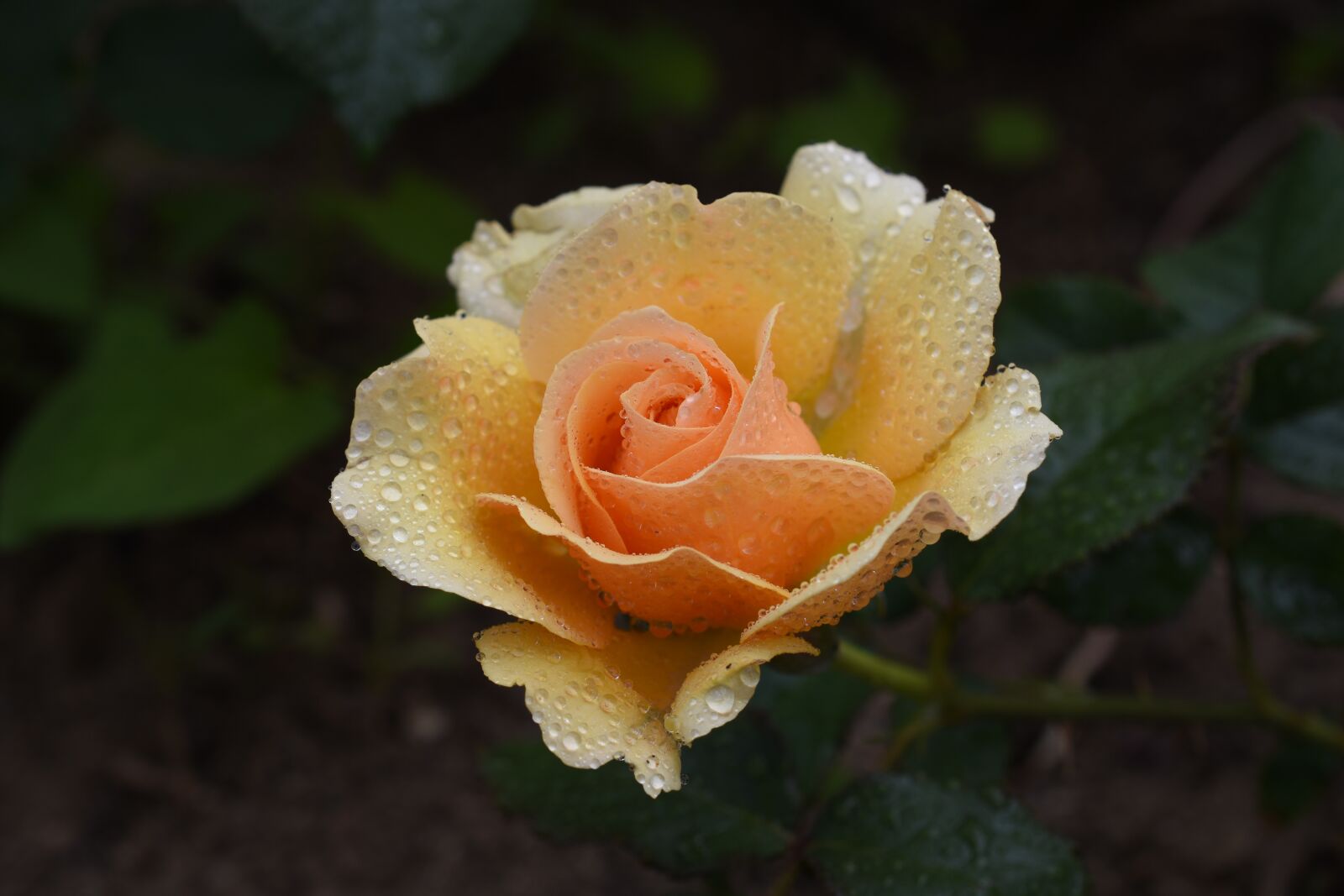 Nikon D7200 sample photo. Rose, plants, flowers photography