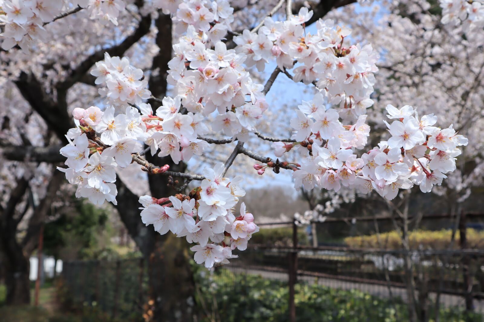 Canon EOS M50 (EOS Kiss M) + Canon EF-M 15-45mm F3.5-6.3 IS STM sample photo. Flowers, cherry blossoms, flowering photography