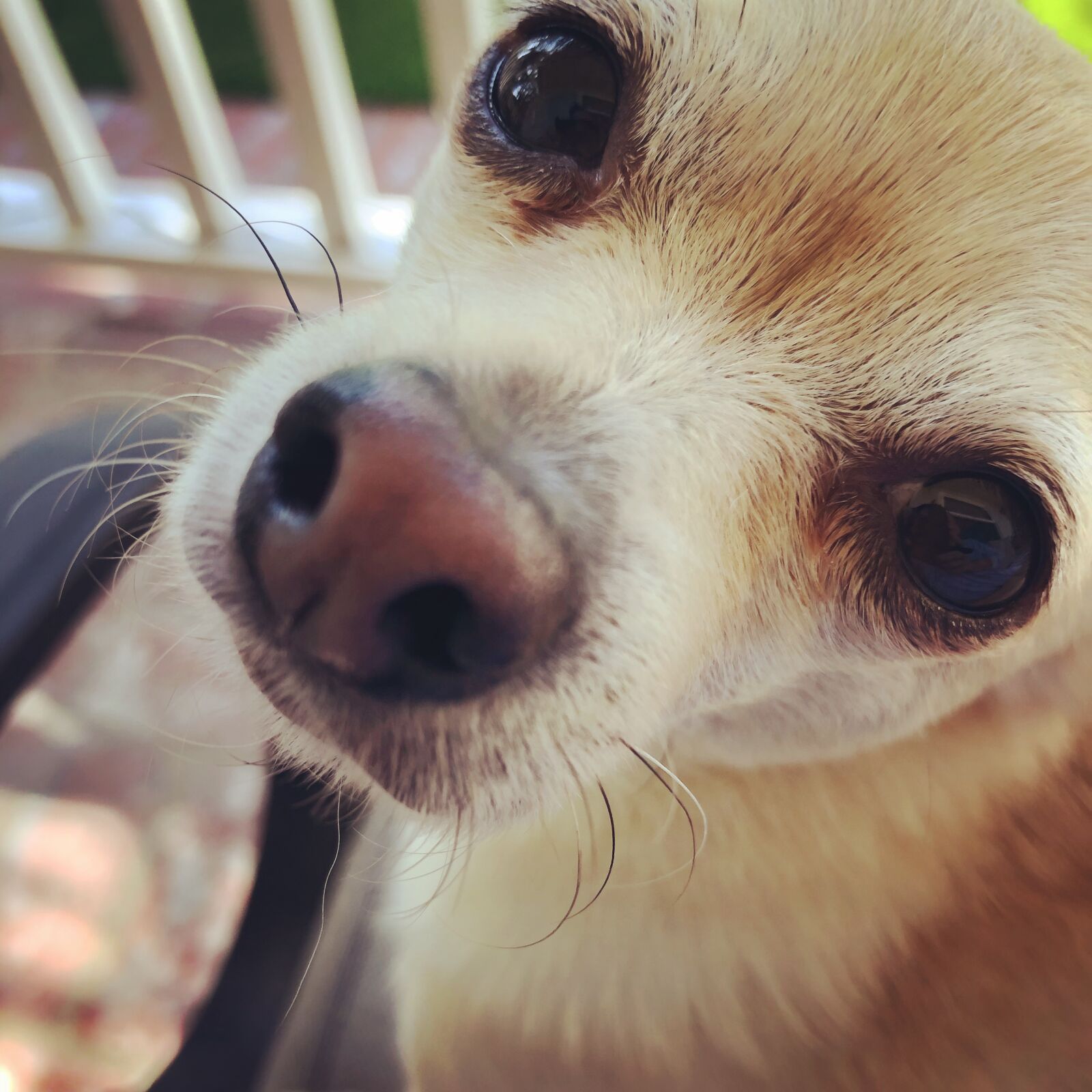 iPhone 8 Plus back dual camera 3.99mm f/1.8 sample photo. Dog, chihuahua, small photography