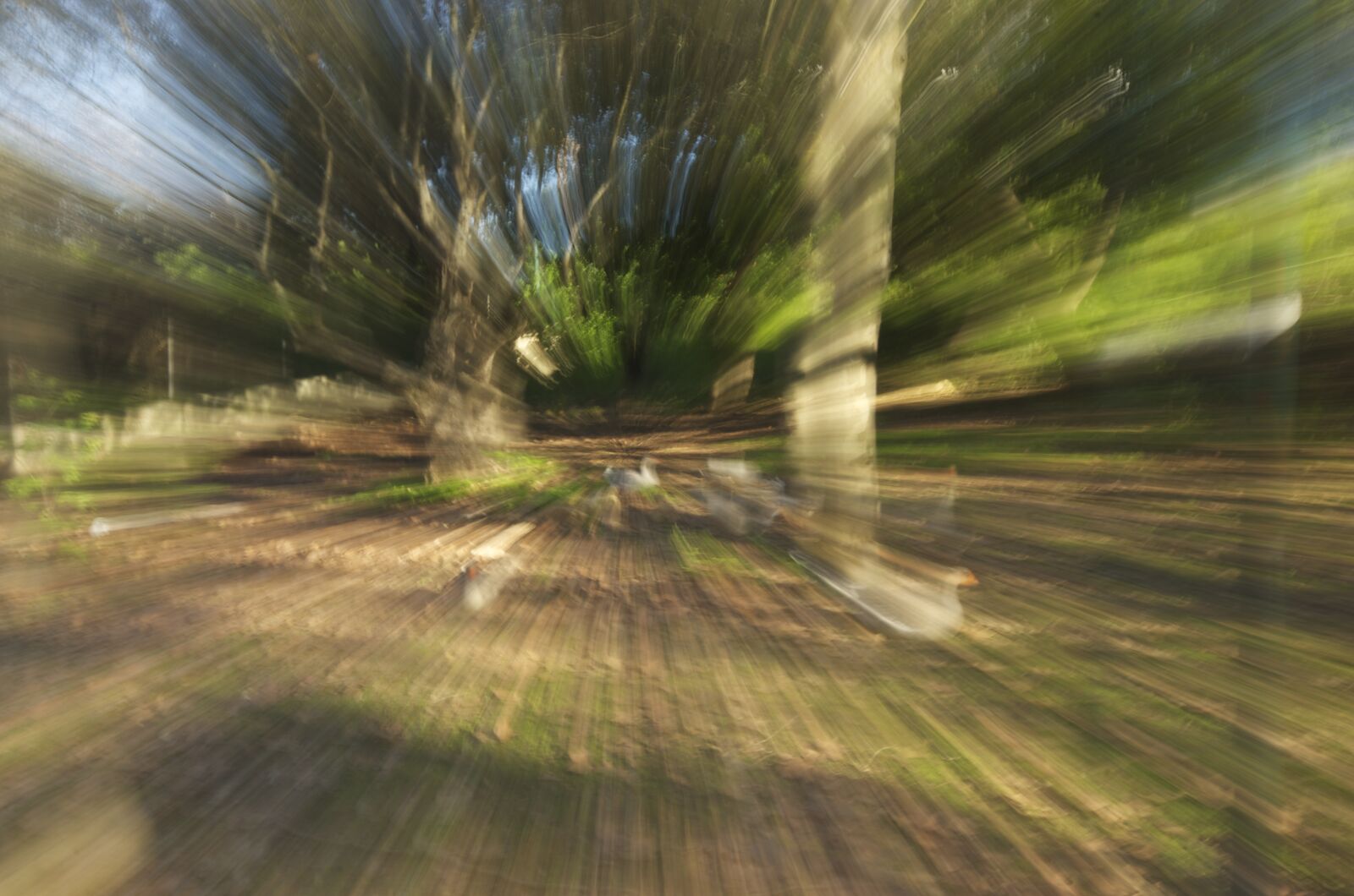 Pentax K-5 sample photo. Trees, movement, nature photography
