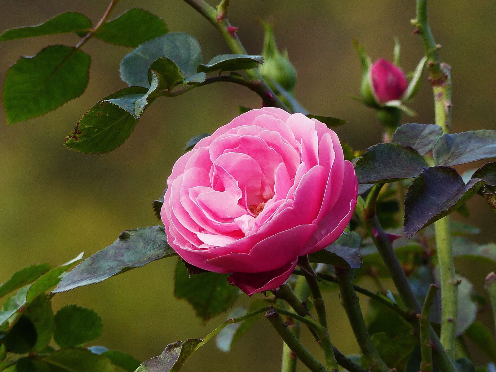 Panasonic Lumix DMC-FZ200 sample photo. Rose, late summer, blossom photography