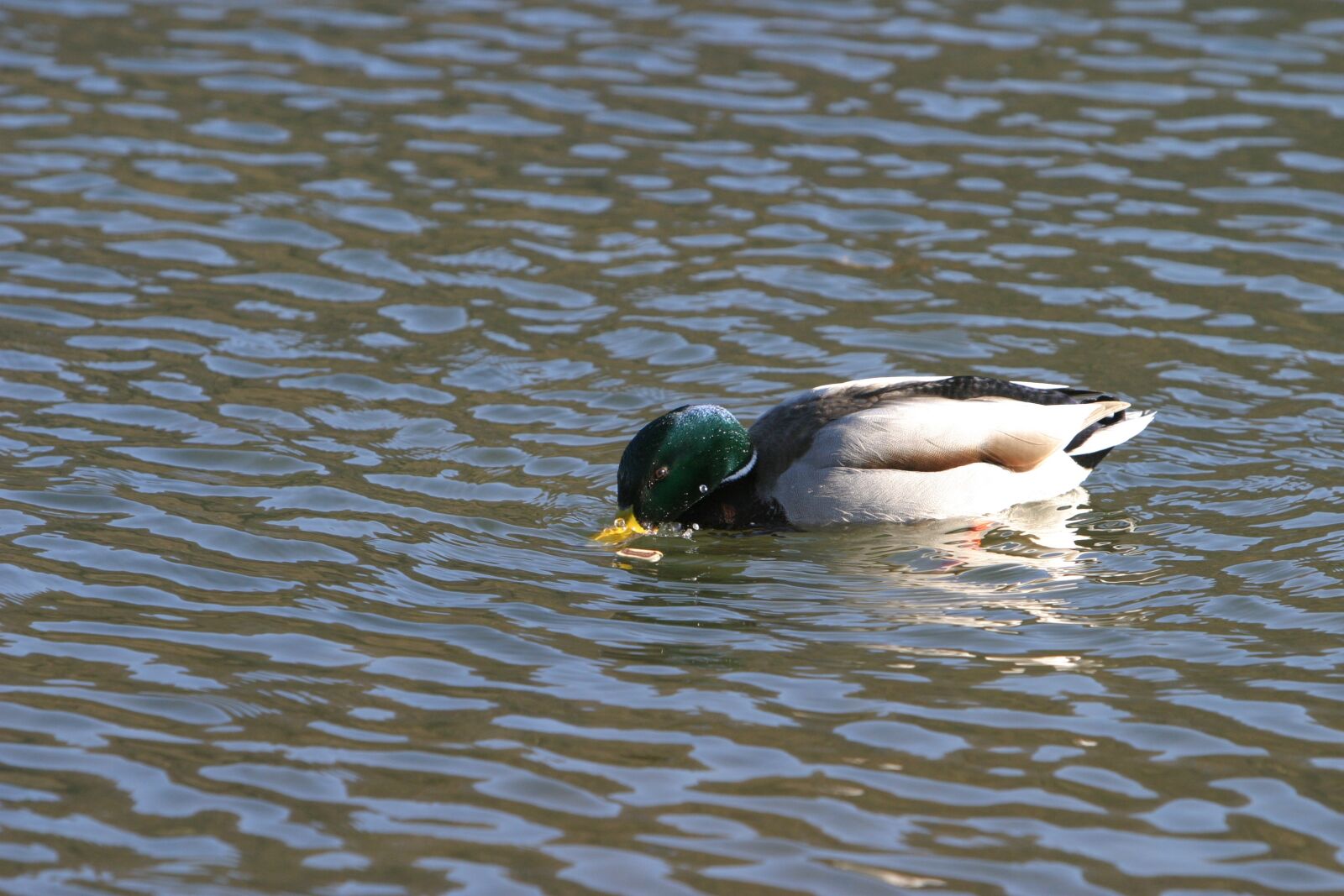Canon EOS 10D sample photo. Duck, wild duck, altm photography