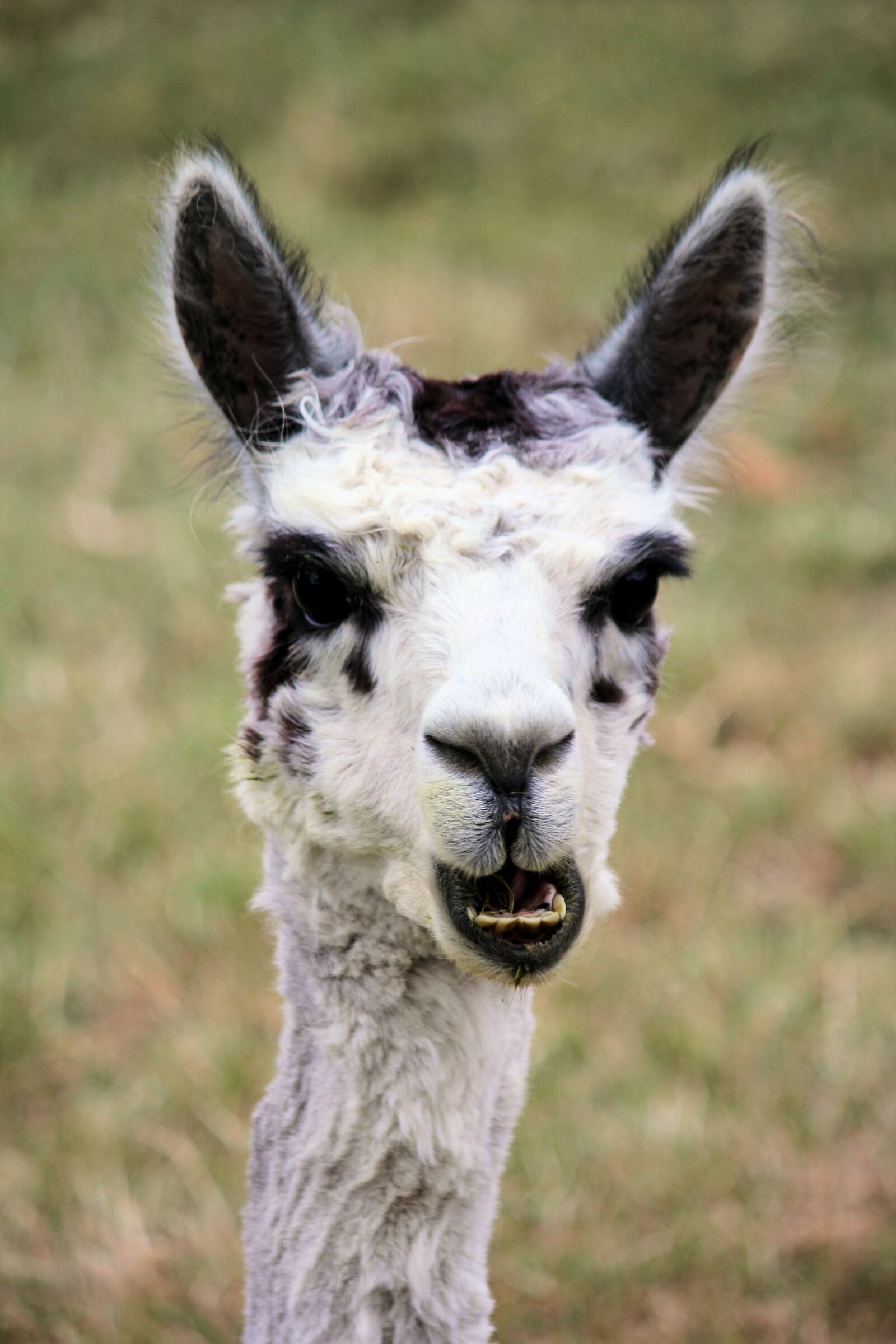 Canon EOS 550D (EOS Rebel T2i / EOS Kiss X4) sample photo. Lama, tame, south american photography