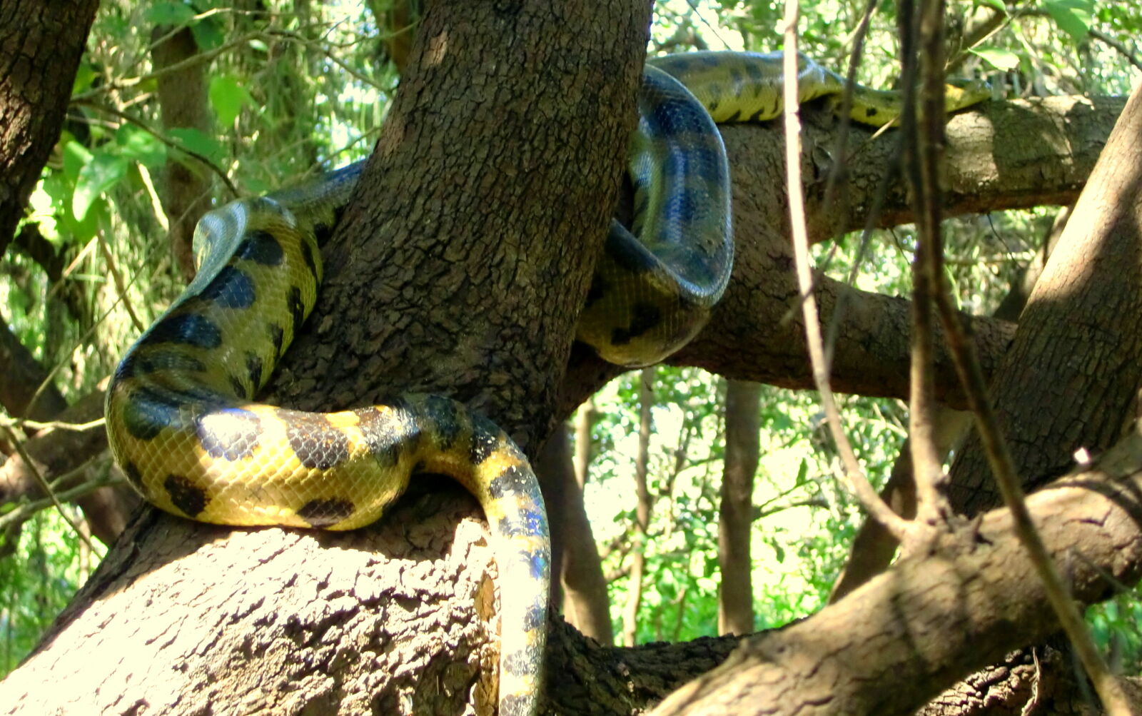 CASIO EX-Z450 sample photo. Anaconda, bolivia, jungle, rainforest photography