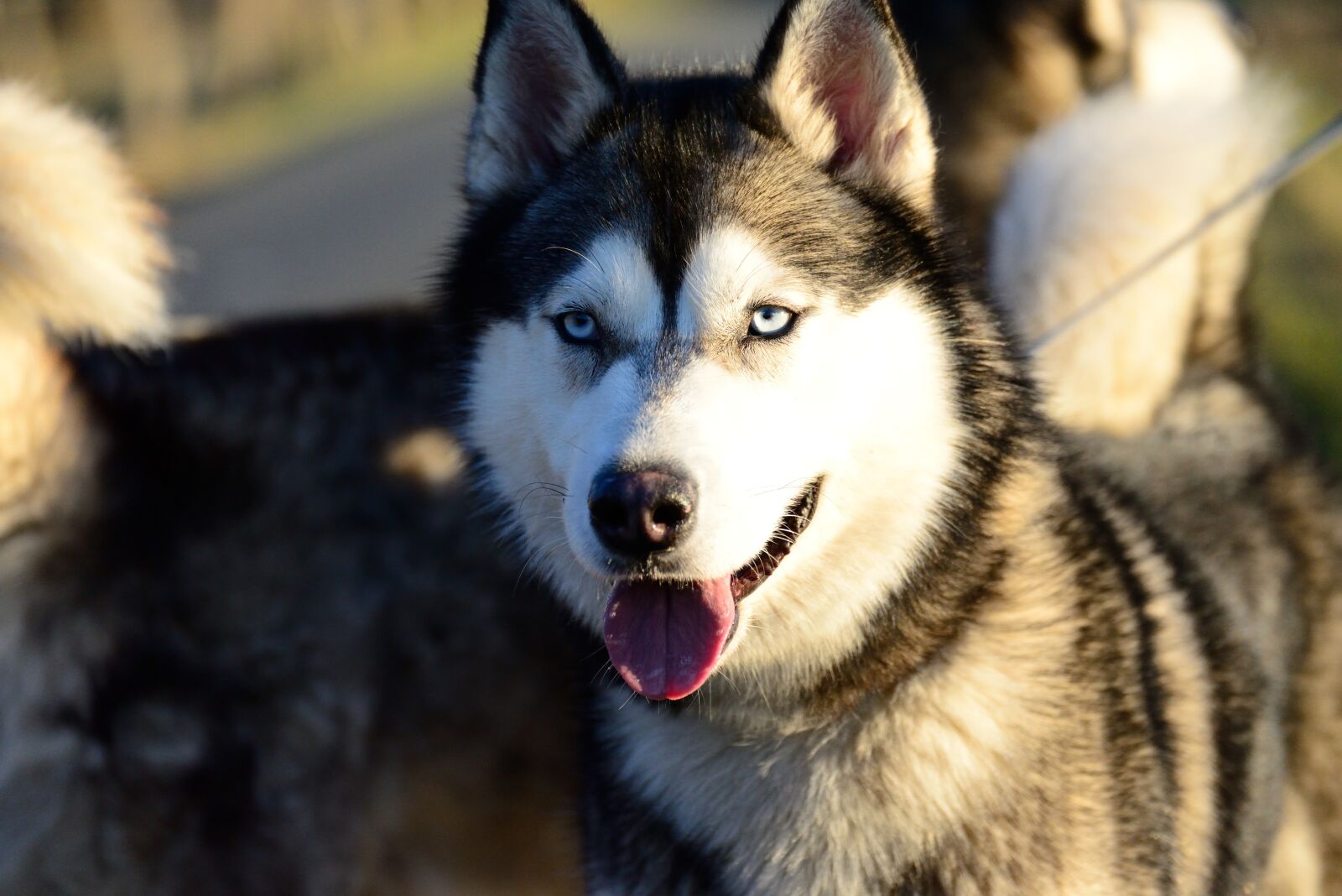 Nikon D610 sample photo. Husky, dog, animal photography
