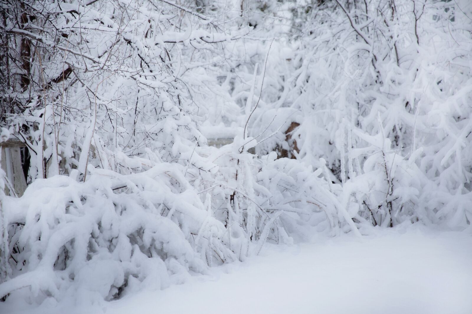 Canon EF 24-70mm F2.8L II USM sample photo. Winter, snow, cold photography