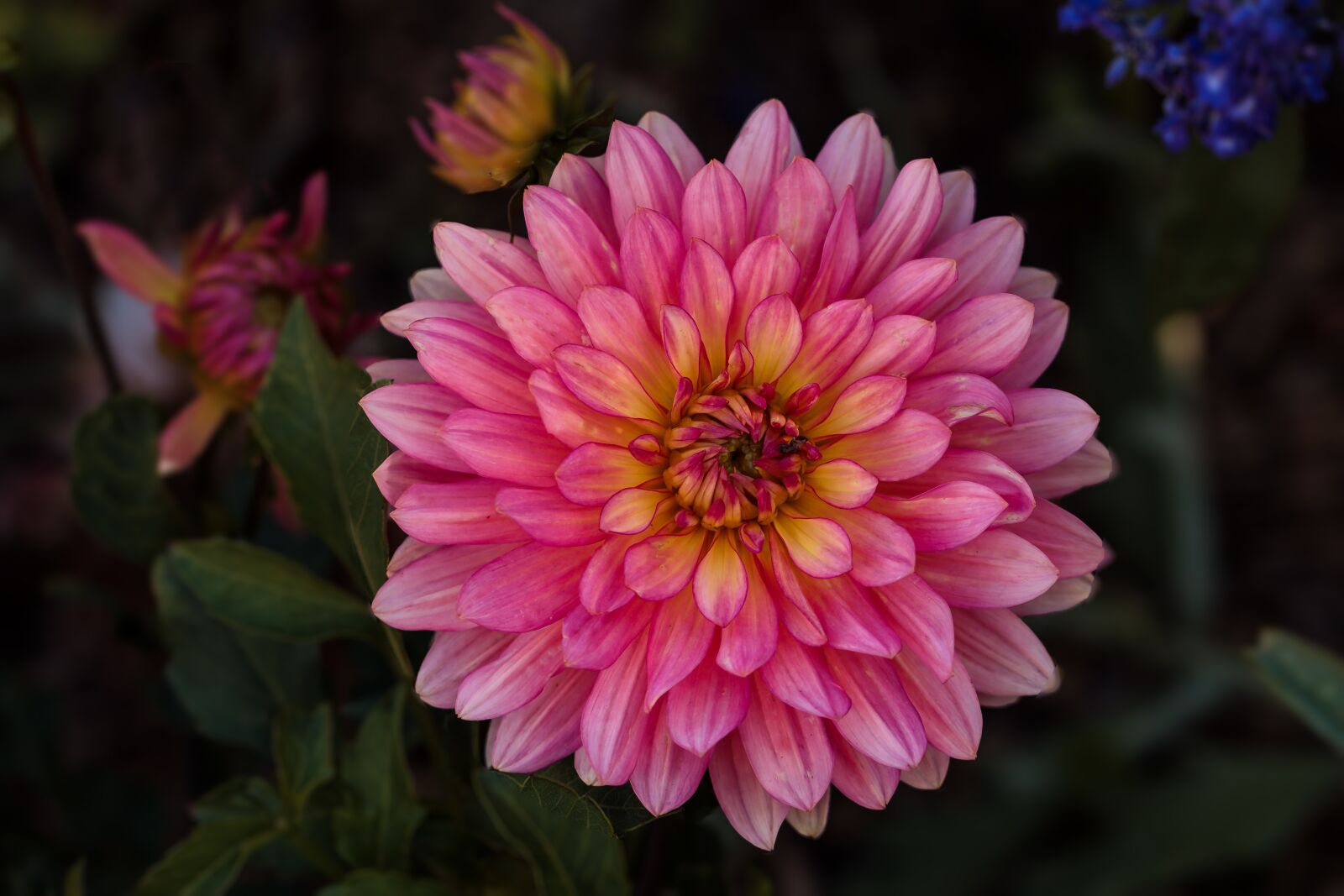 Canon EF 100mm F2.8L Macro IS USM sample photo. Flower, nature, plant photography