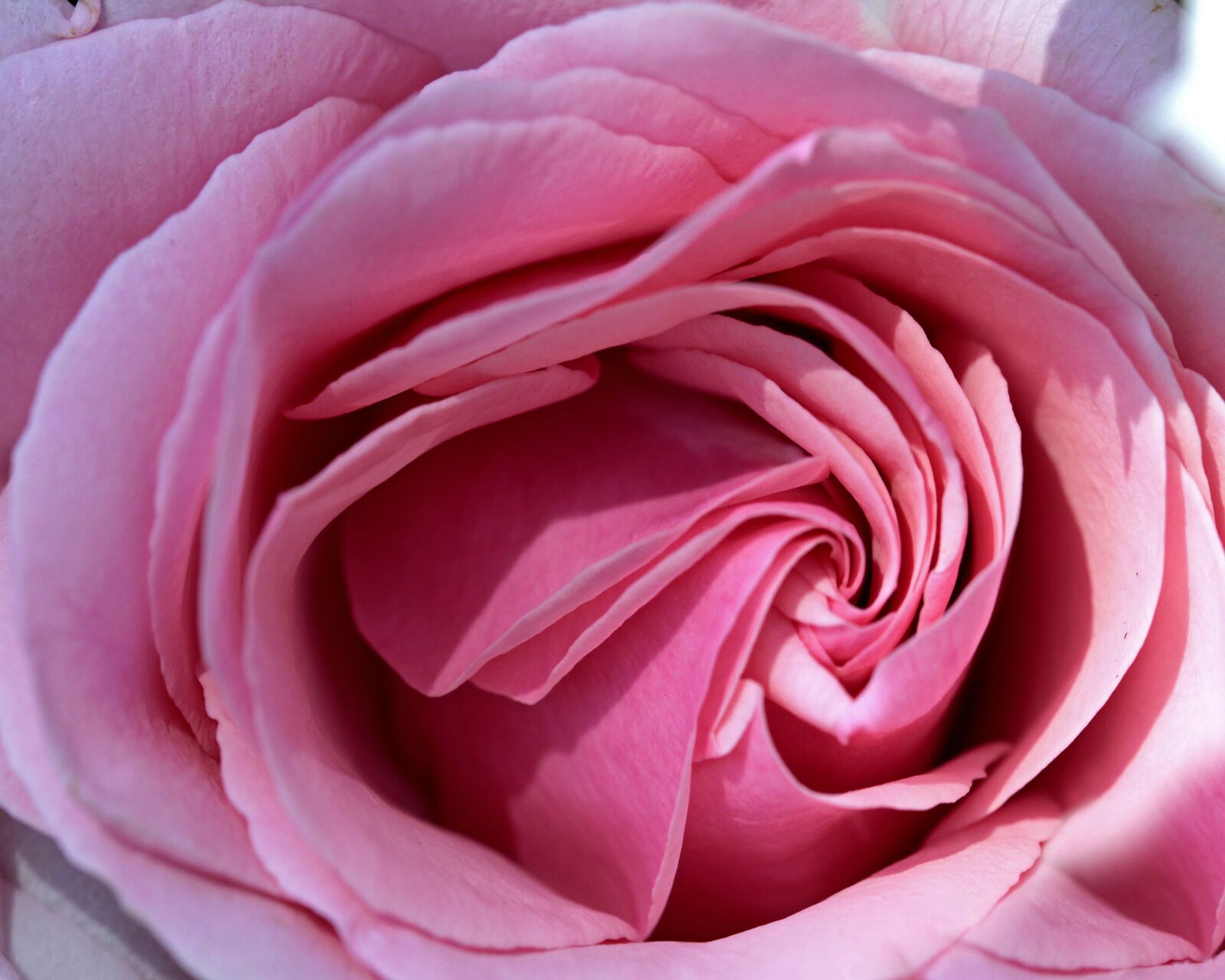 Canon EOS 7D sample photo. Rose, pink, spain photography
