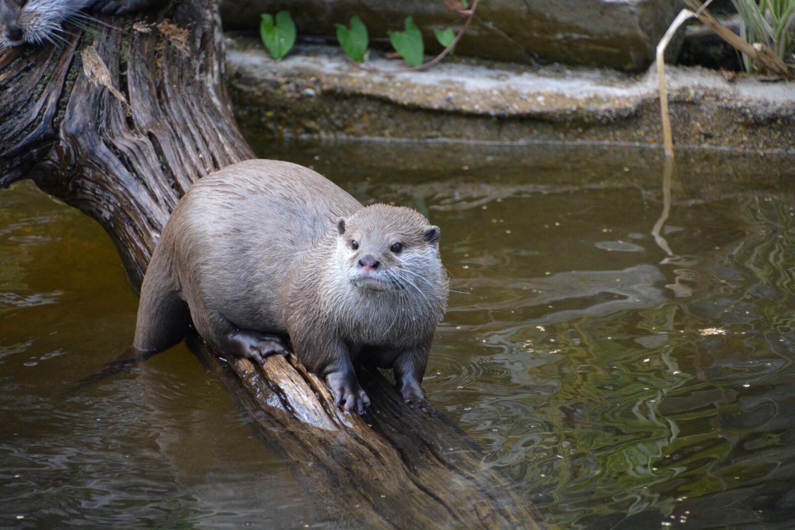 Nikon D5200 sample photo. Otter, wildlife, nature photography