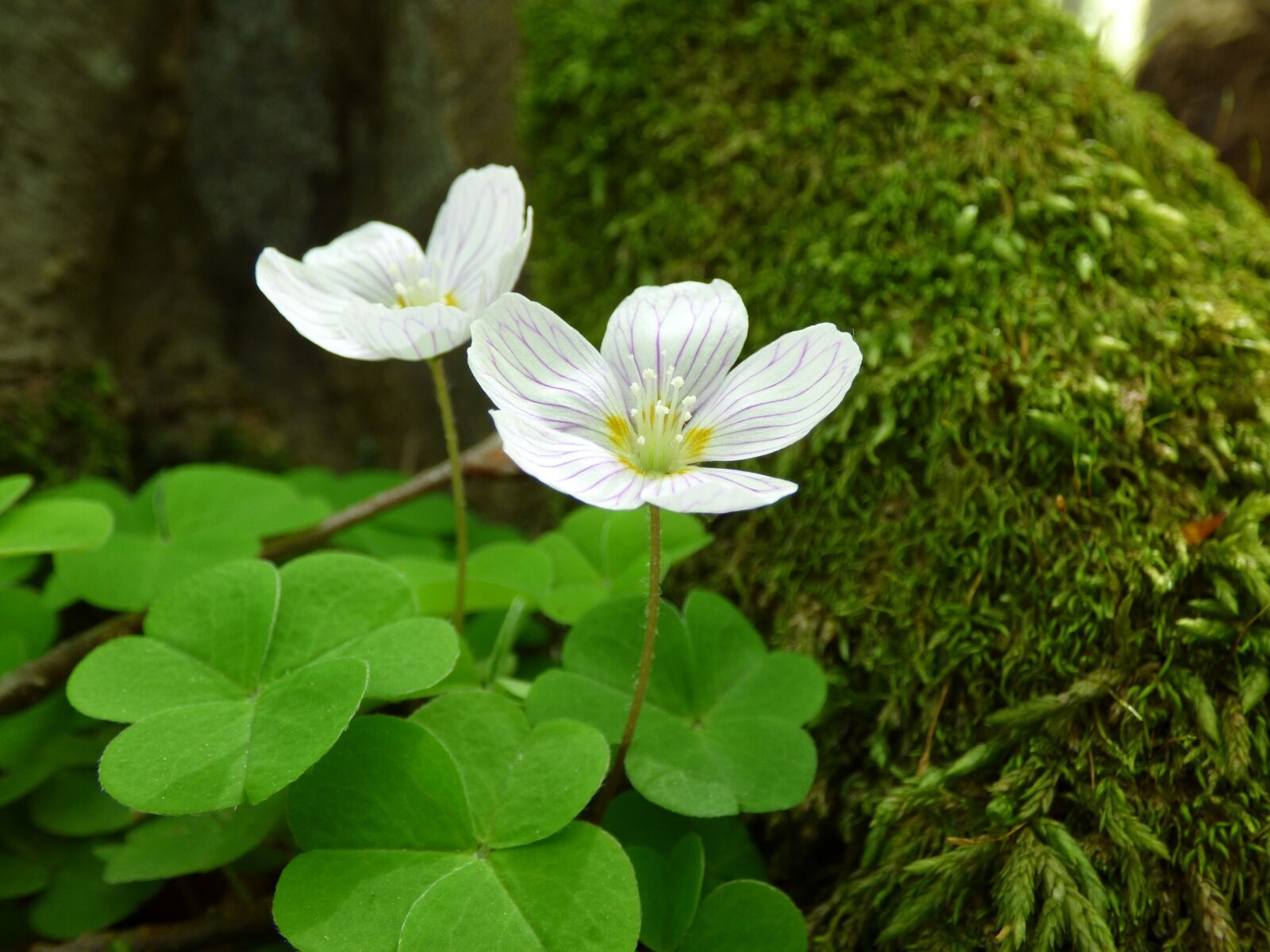 Panasonic DMC-FZ72 sample photo. Flower, forest, mountain photography