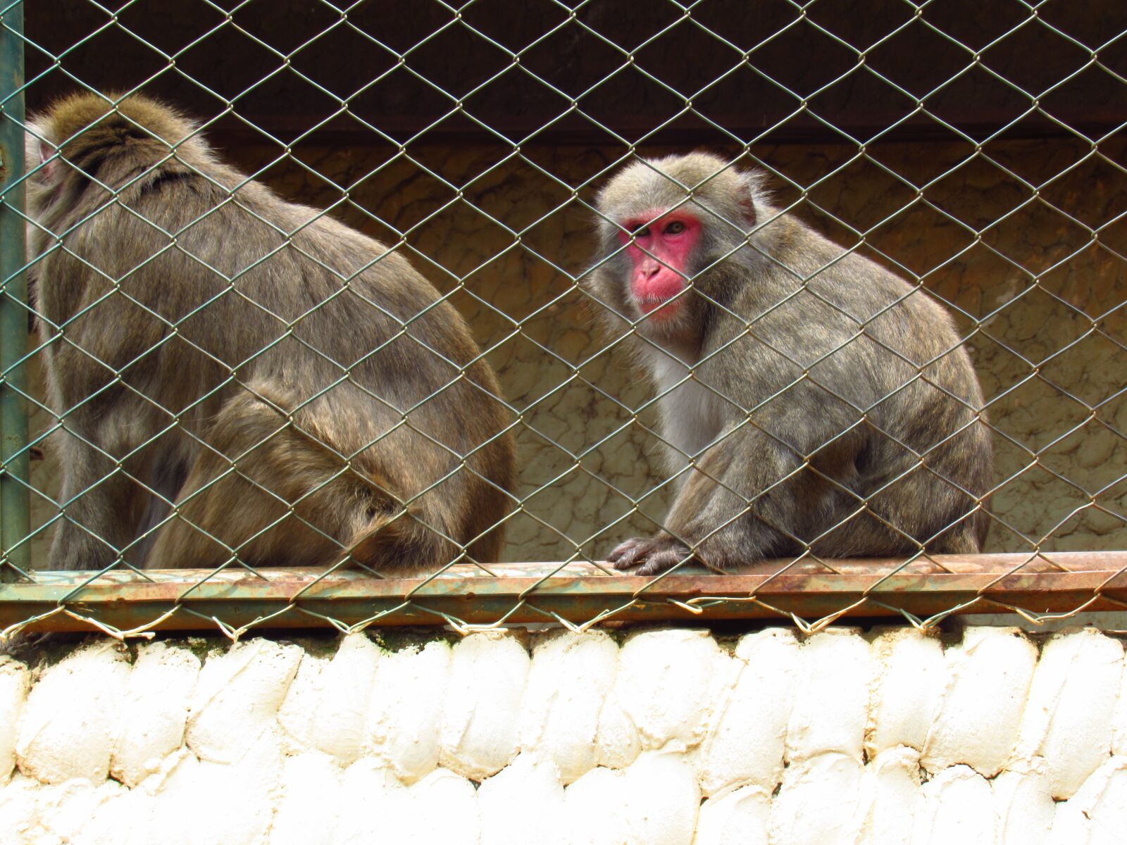 Canon PowerShot SX520 HS sample photo. Monkey, zoo, primate photography