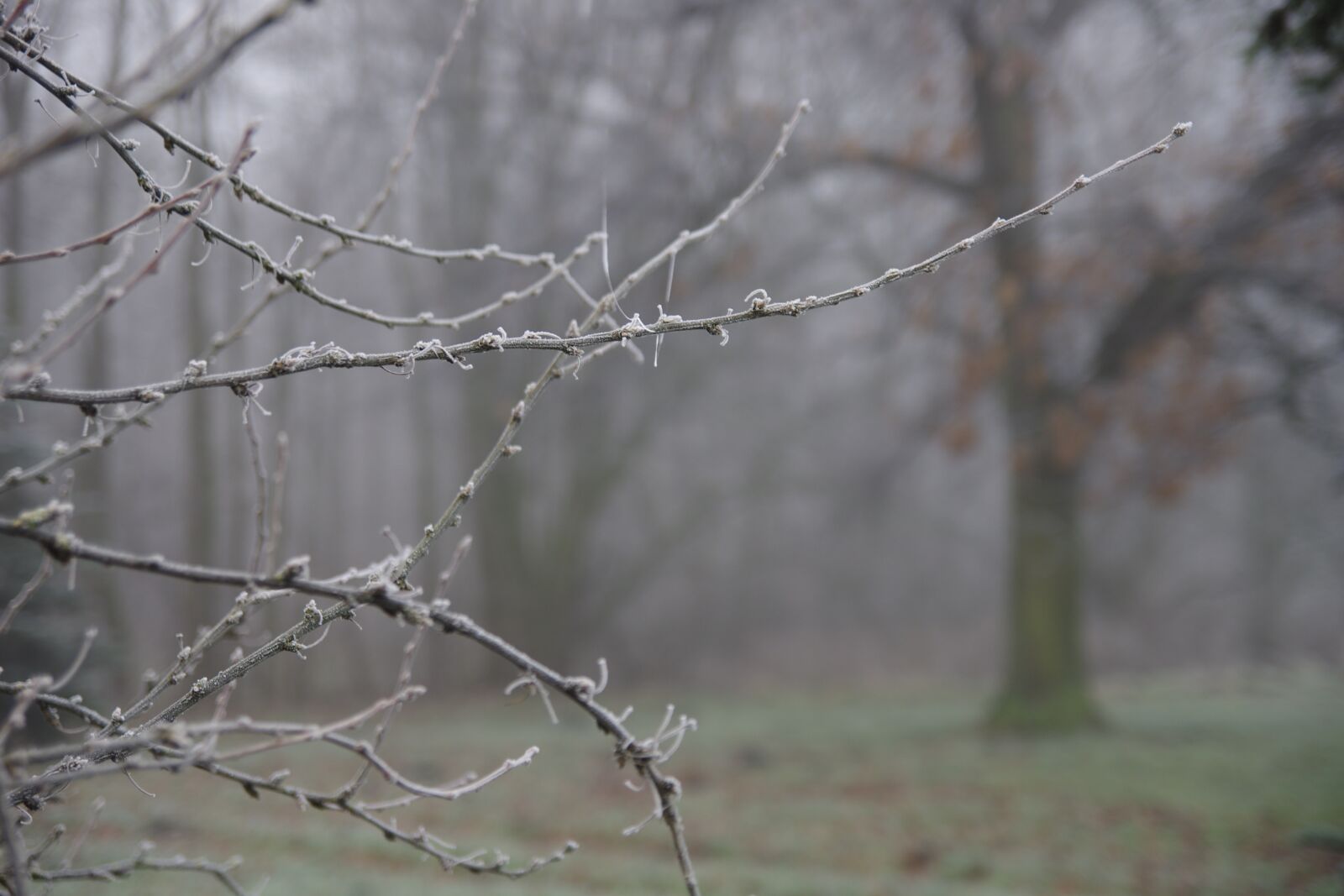 Pentax K-5 sample photo. Winter, frost, branches photography