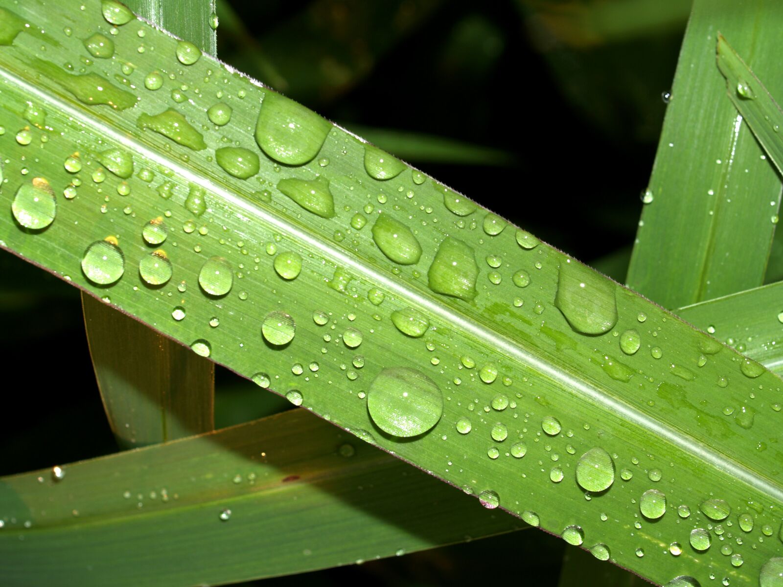 Olympus E-300 (EVOLT E-300) sample photo. Water, drops, leaf photography