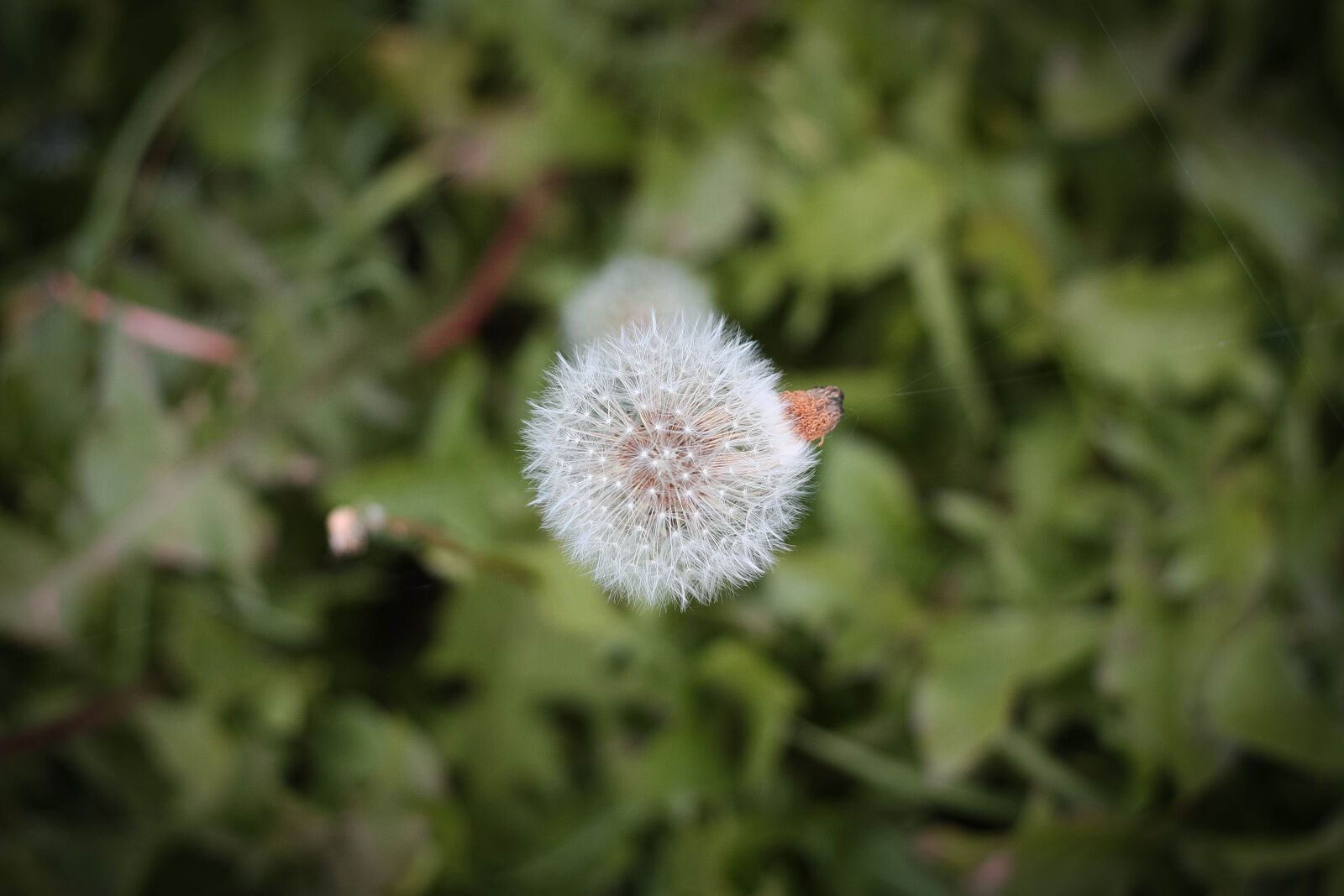 Canon EOS 450D (EOS Rebel XSi / EOS Kiss X2) + Canon EF 50mm F1.8 II sample photo. Dandelion, flowers, nature photography