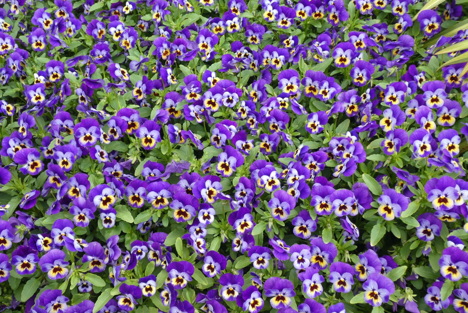 Panasonic Lumix DC-ZS70 (Lumix DC-TZ90) sample photo. Violets, flowers, bloom photography