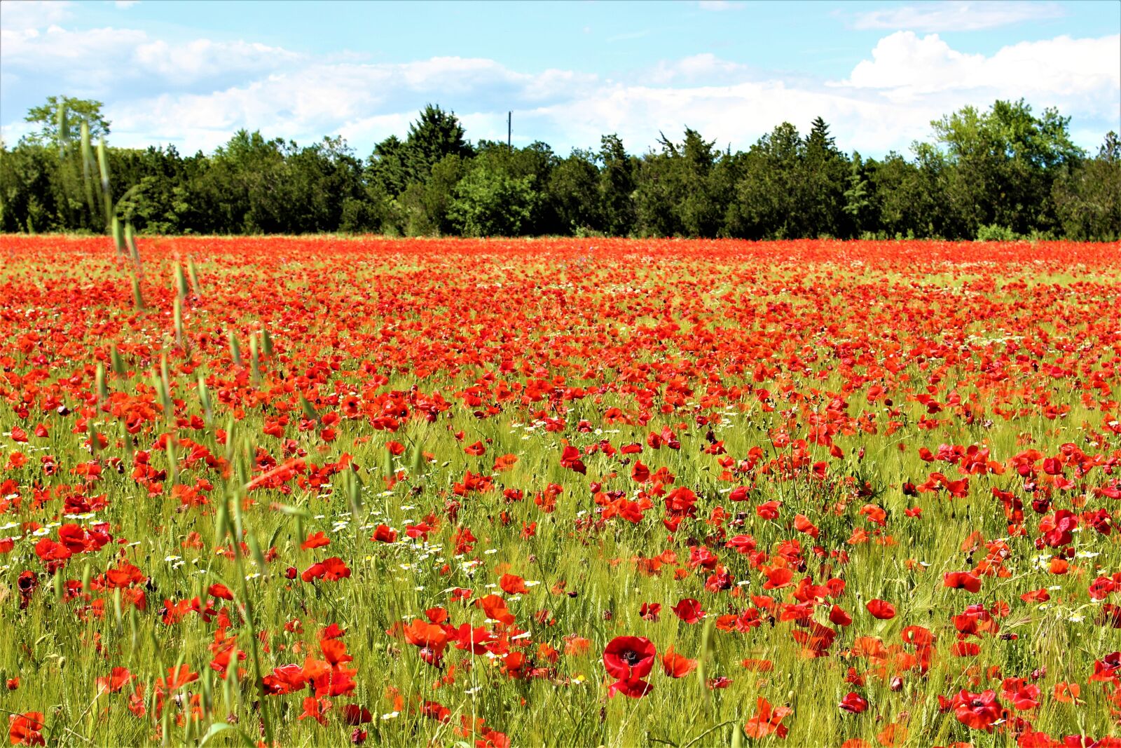 Canon EOS 1300D (EOS Rebel T6 / EOS Kiss X80) sample photo. Poppies, field, fleuri photography