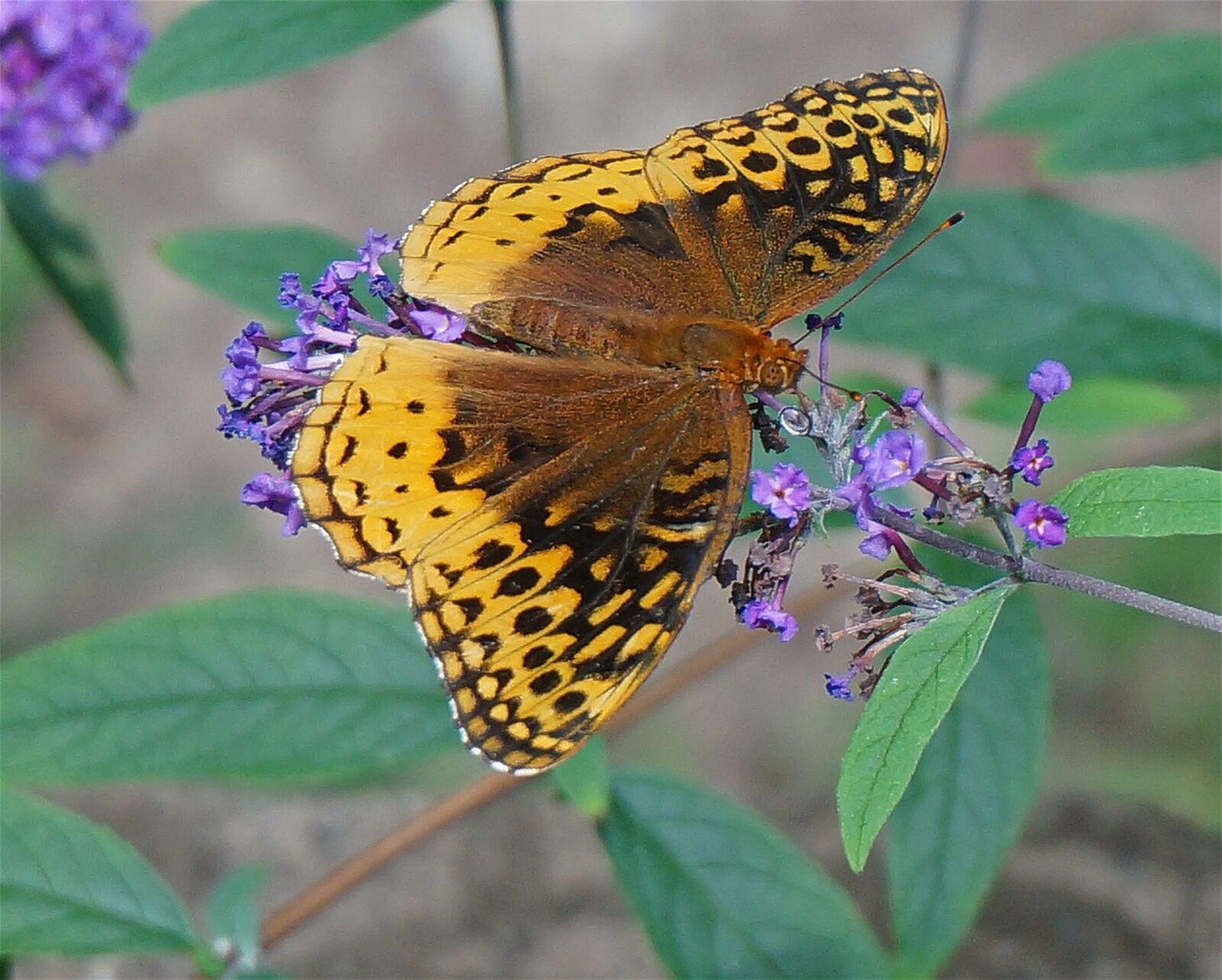 Sony Alpha NEX-5T sample photo. Great spangled fritillary butterfly photography