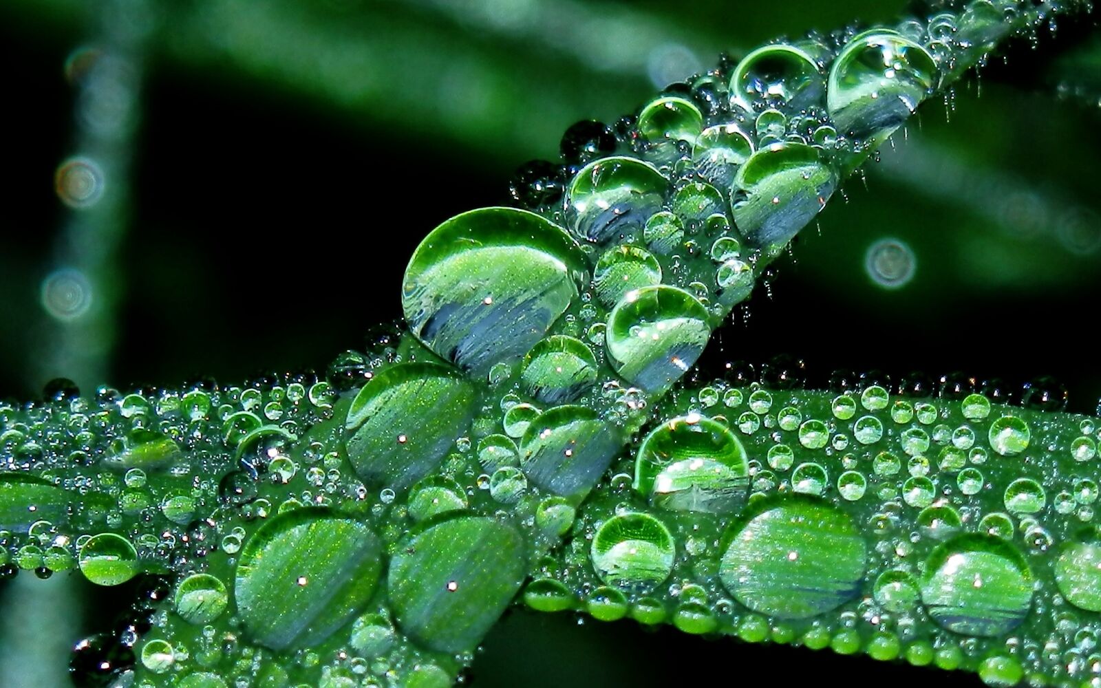 Olympus SZ-30MR sample photo. Water, drops, water drop photography