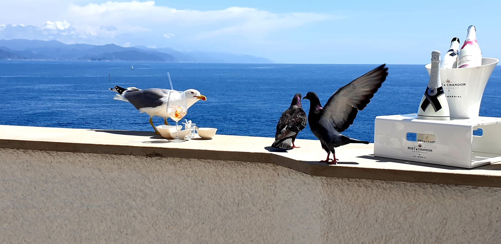 Samsung Galaxy S9 sample photo. Gull, dove, animals photography