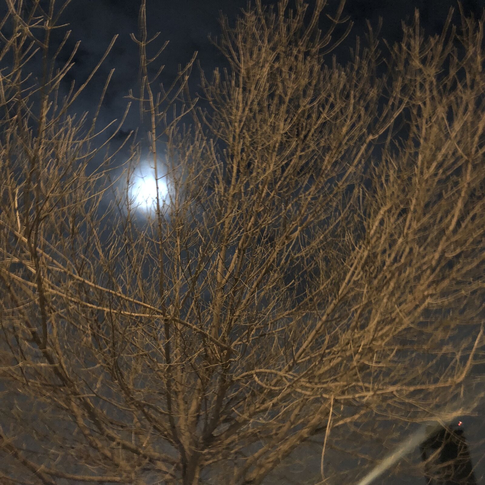 Apple iPhone 8 sample photo. Nature, night, tree photography